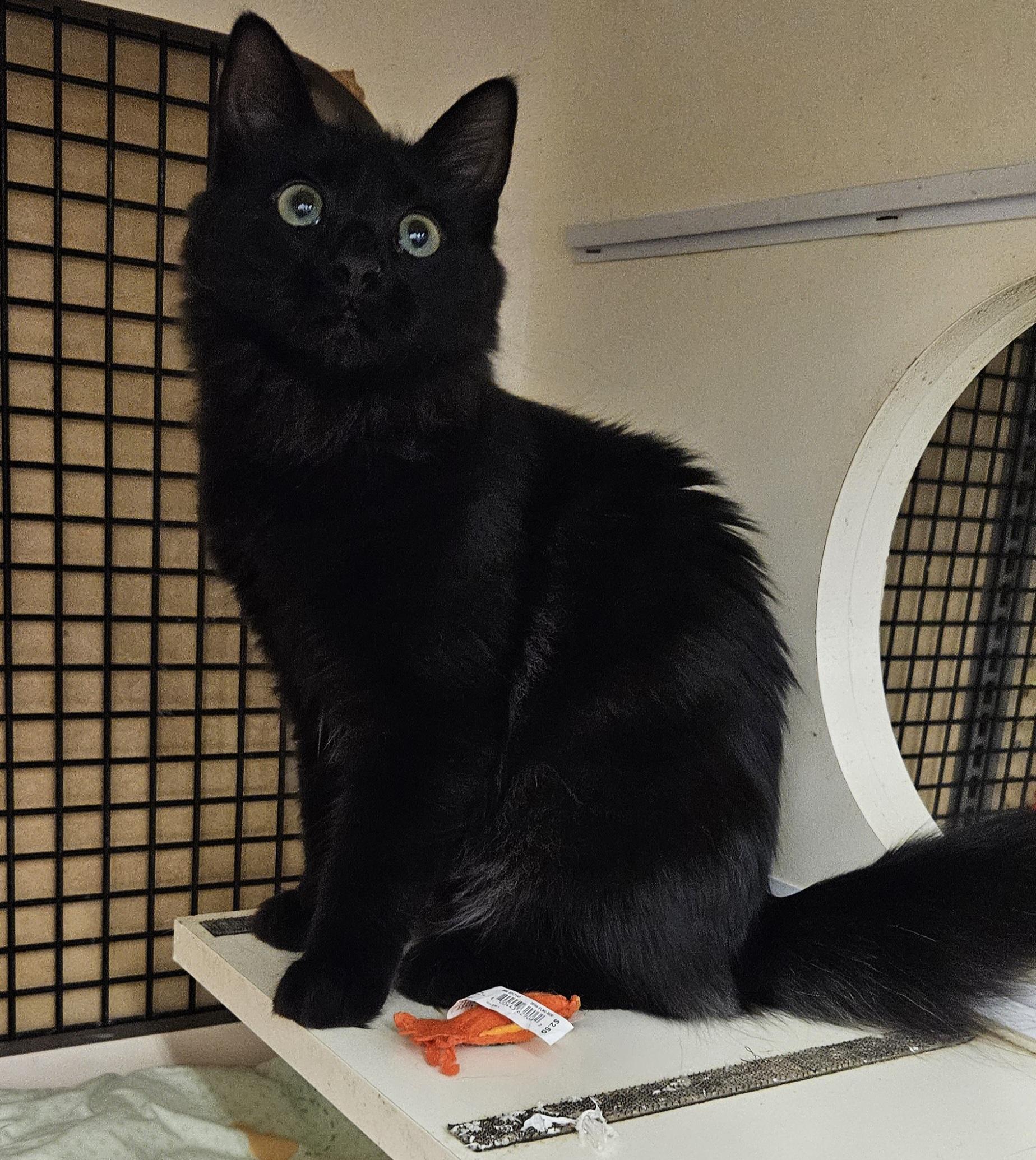 Stevie Nicks, a Adoptable Domestic Medium Hair in Nashville, TN image 3/6