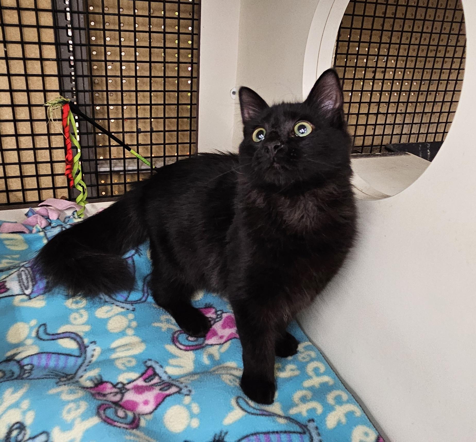 Stevie Nicks, a Adoptable Domestic Medium Hair in Nashville, TN image 4/6