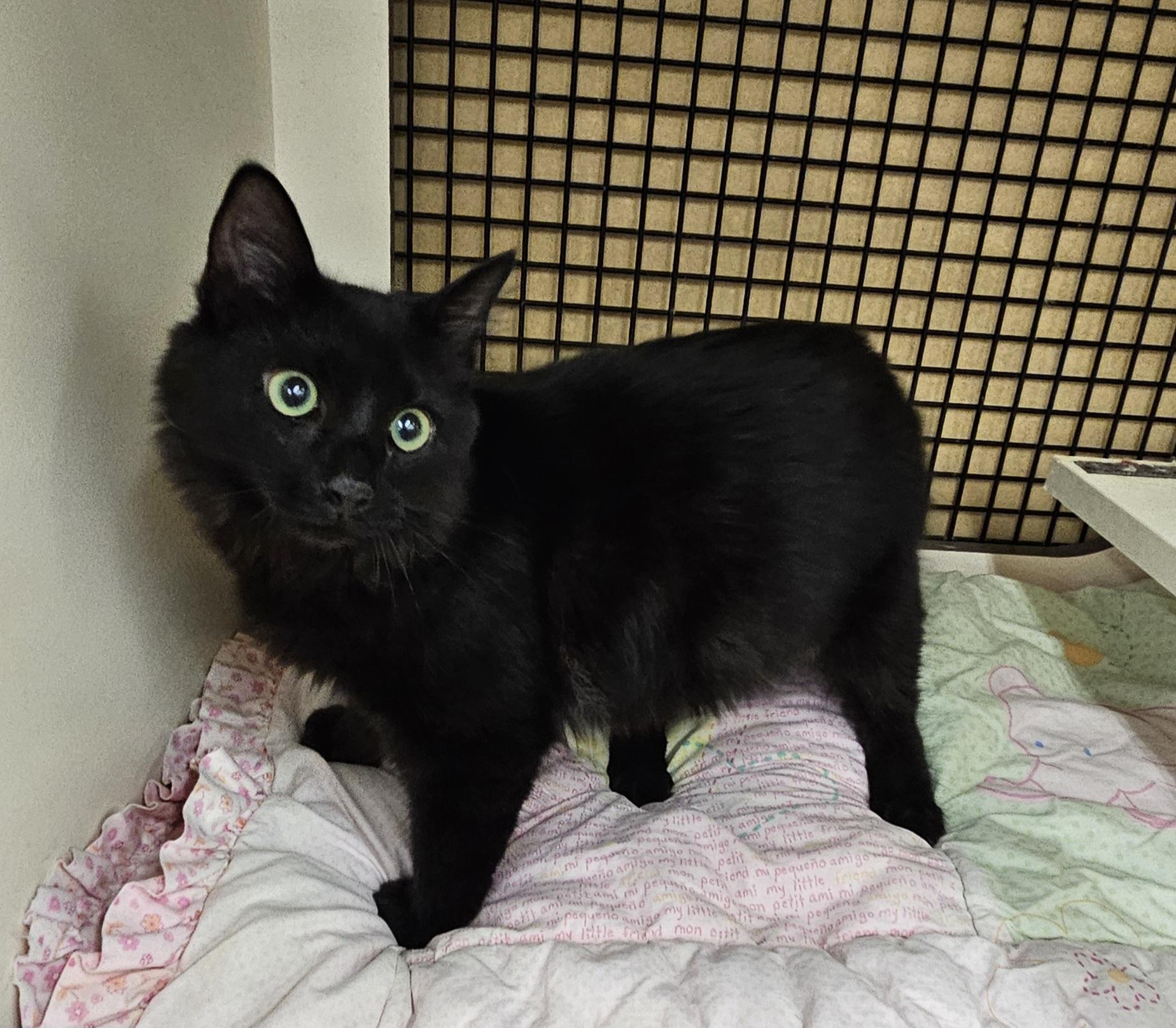 Stevie Nicks, a Adoptable Domestic Medium Hair in Nashville, TN image 5/6