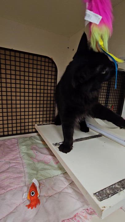 Enlarge Stevie Nicks, a Adoptable Domestic Medium Hair in Nashville, TN video 6/6