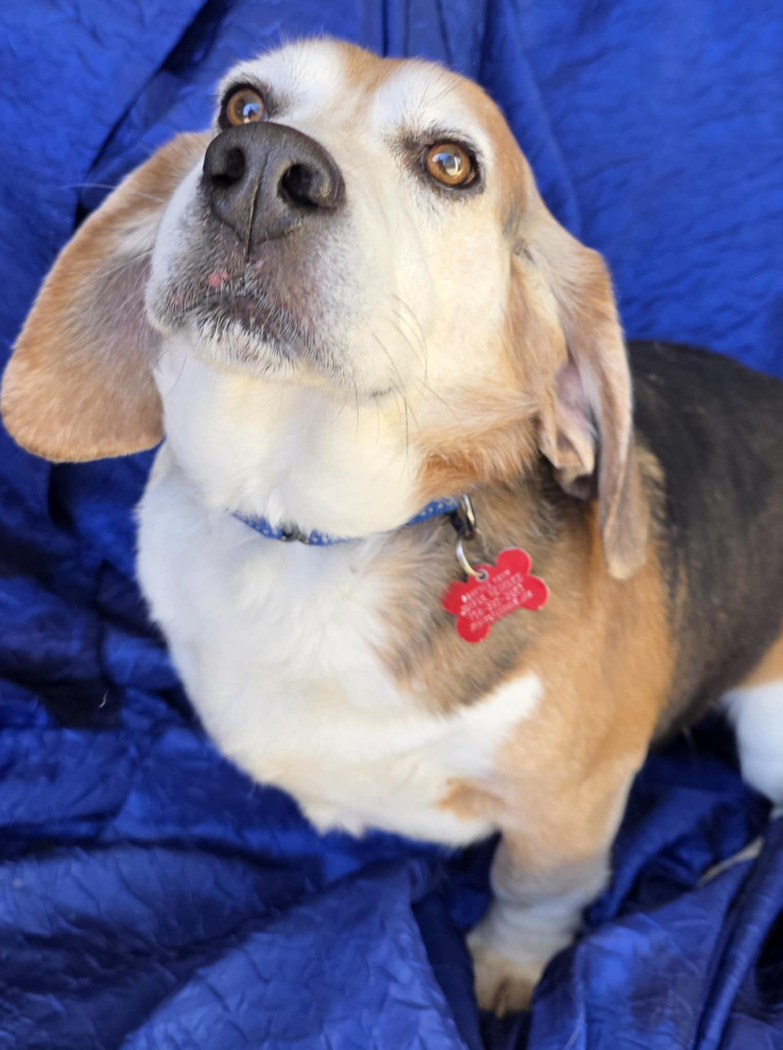 Ace The Adorable Beagle!, a Adoptable Beagle in Cuba, NY image 1/3