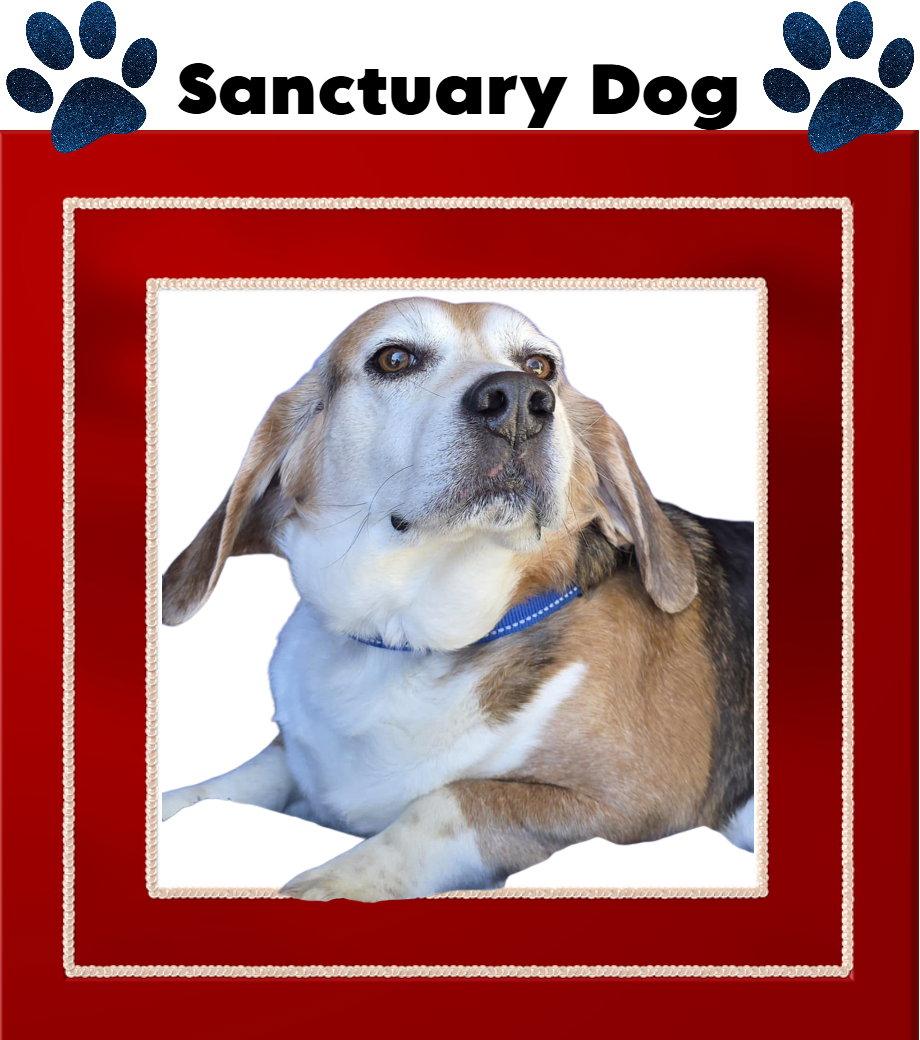 Enlarge Ace The Adorable Beagle!, a Adoptable Beagle in Cuba, NY image 2/3