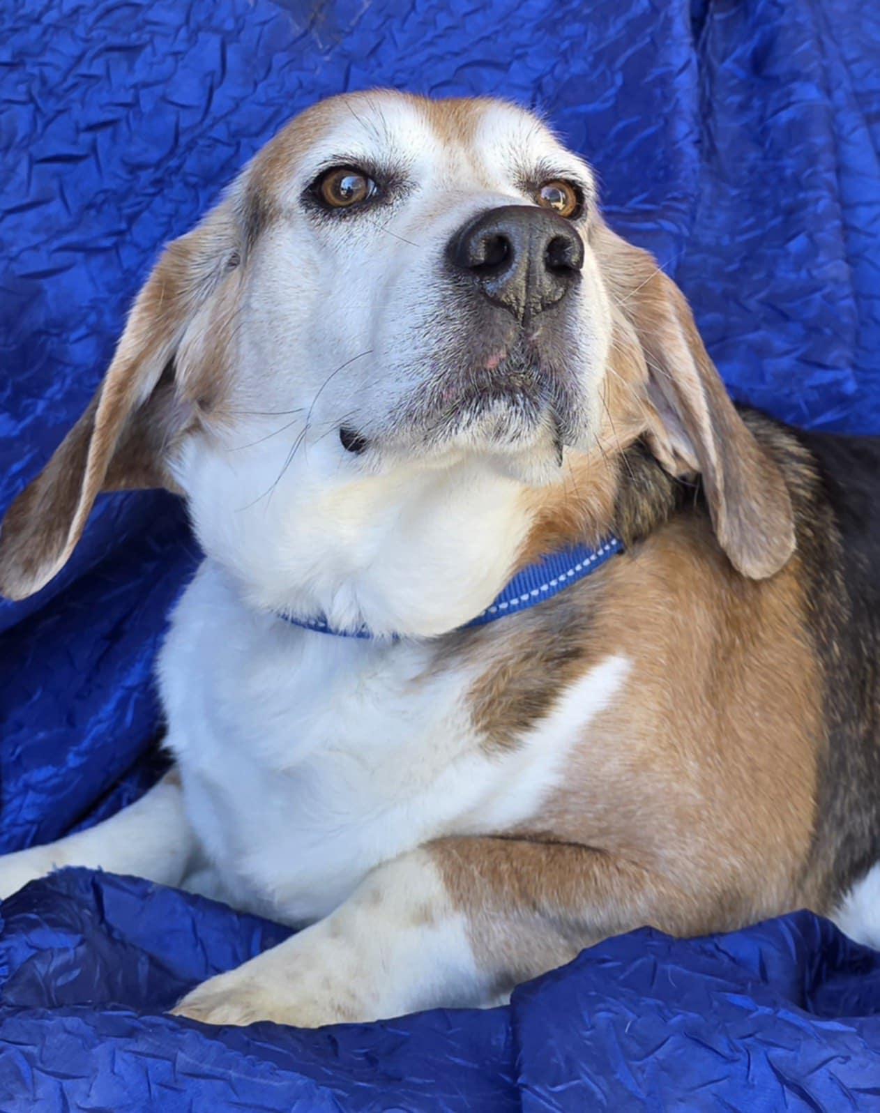 Ace The Adorable Beagle! — thumbnail 2