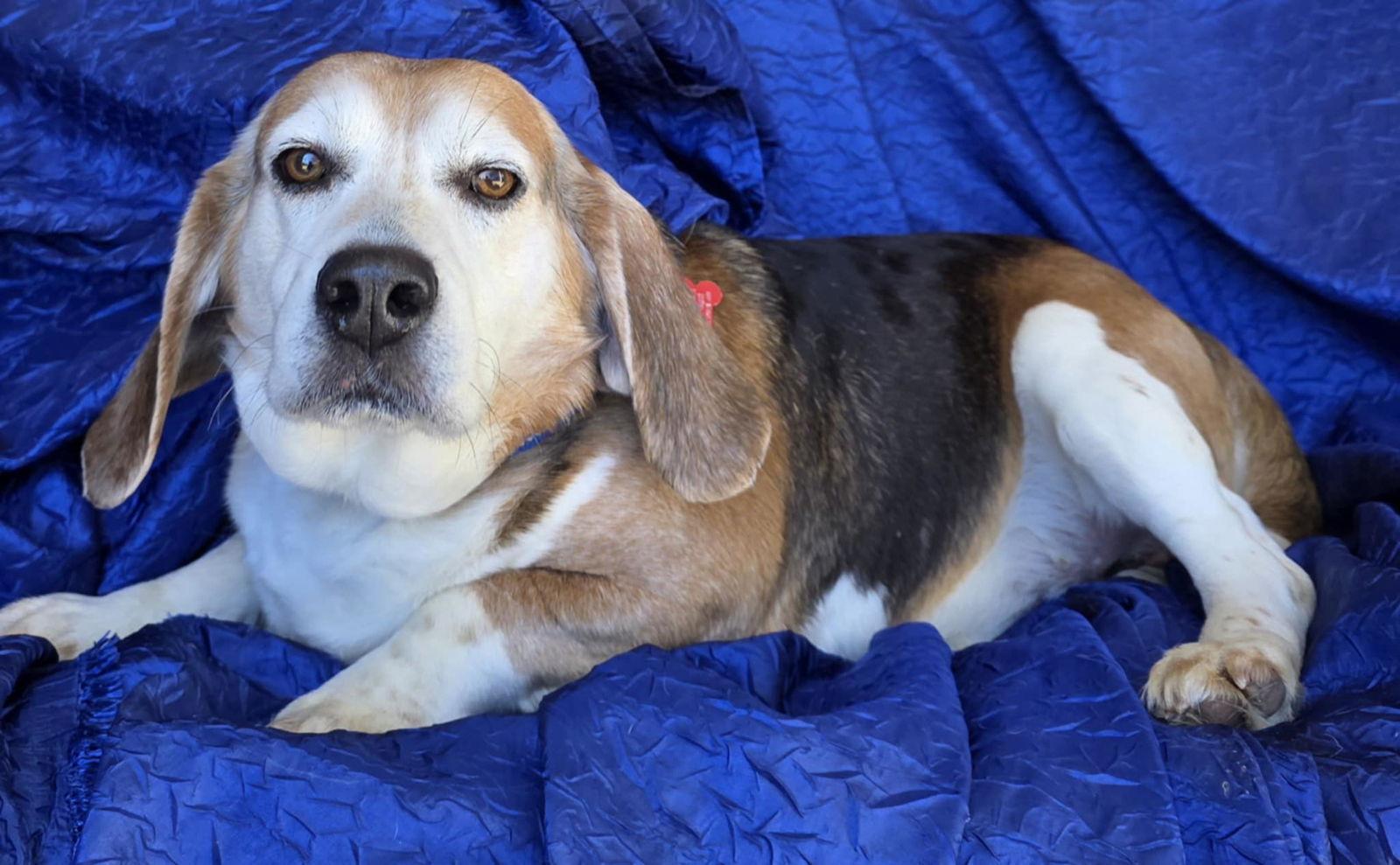 Ace The Adorable Beagle! — thumbnail 3