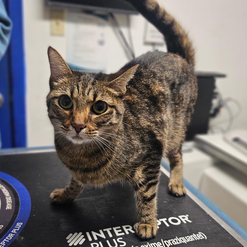 Pele, Adoptable, Adult Female Domestic Short Hair.