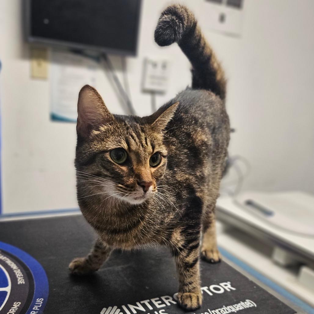 Enlarge Pele, a Adoptable Domestic Short Hair in Wahiawa, HI image 2/2