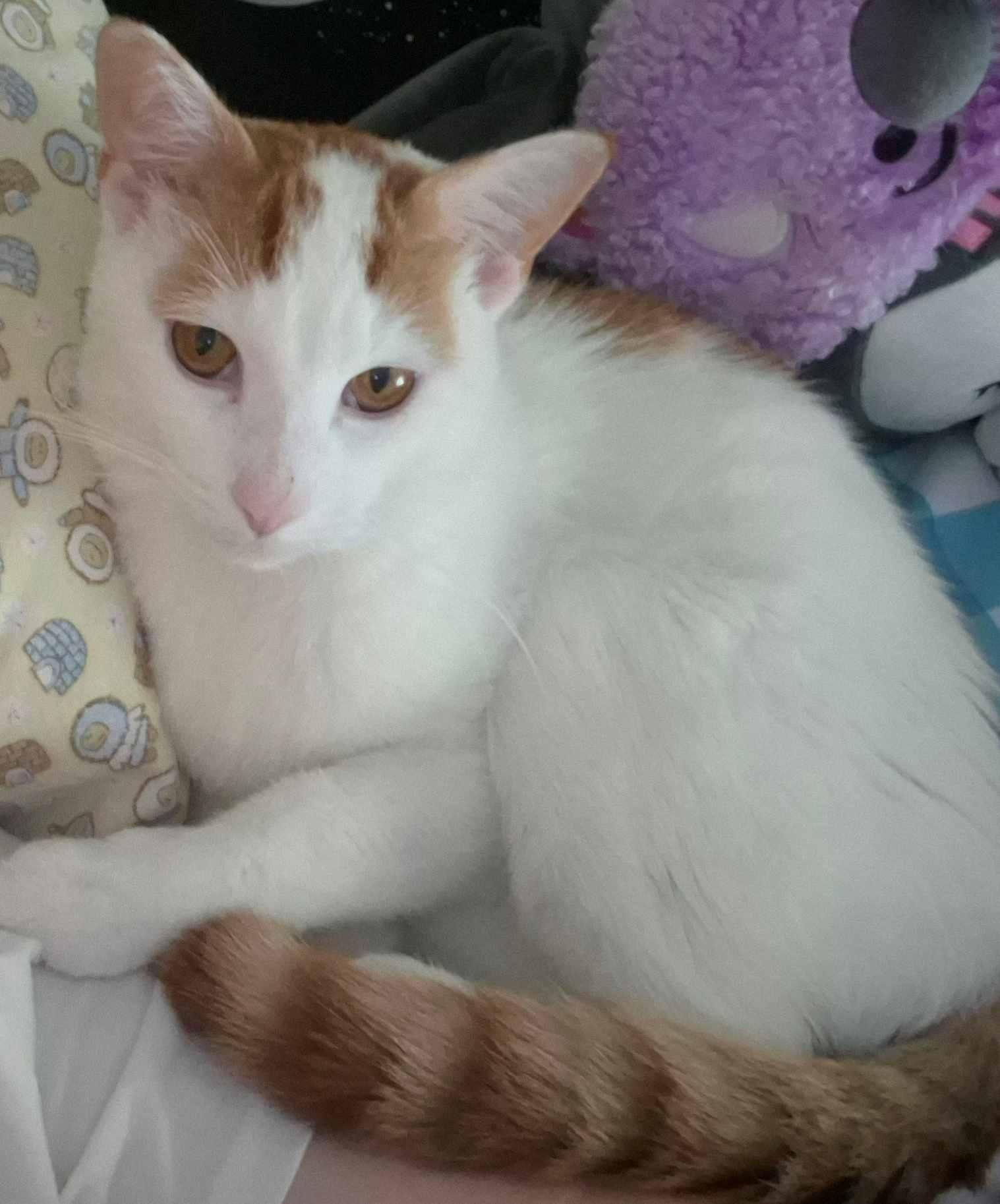 Enlarge Yoshi  1 yr, a Adoptable Domestic Short Hair in Sterling, MA image 1/3
