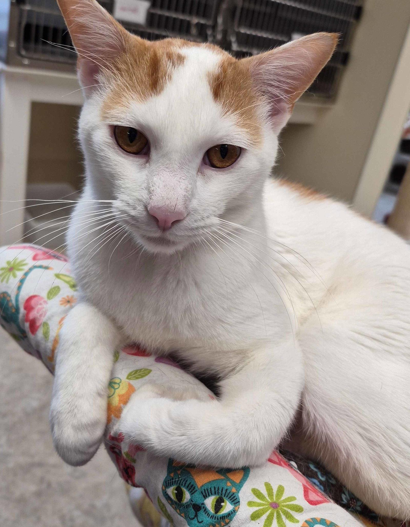 Enlarge Yoshi  1 yr, a Adoptable Domestic Short Hair in Sterling, MA image 2/3