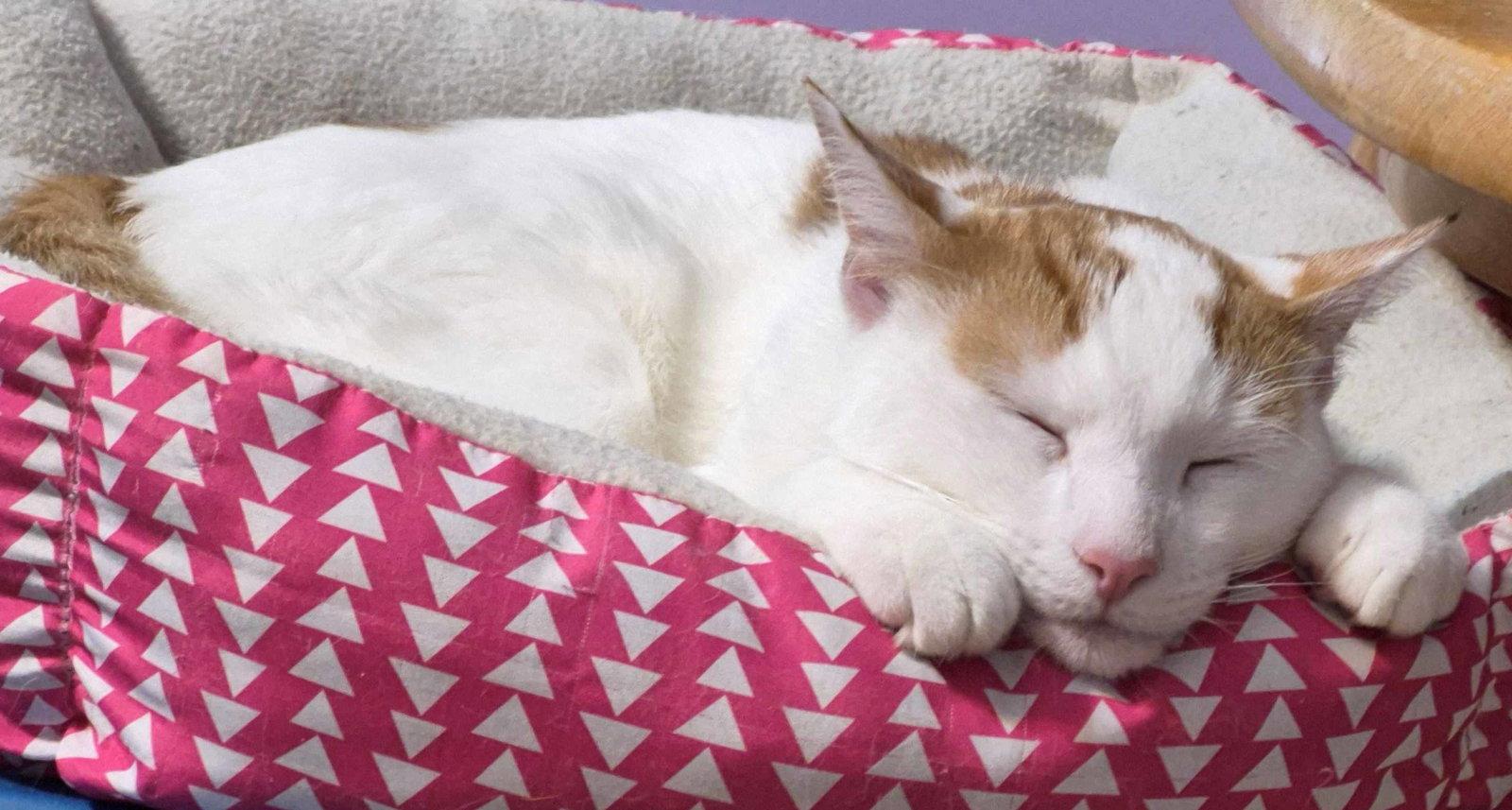 Enlarge Yoshi  1 yr, a Adoptable Domestic Short Hair in Sterling, MA image 3/3