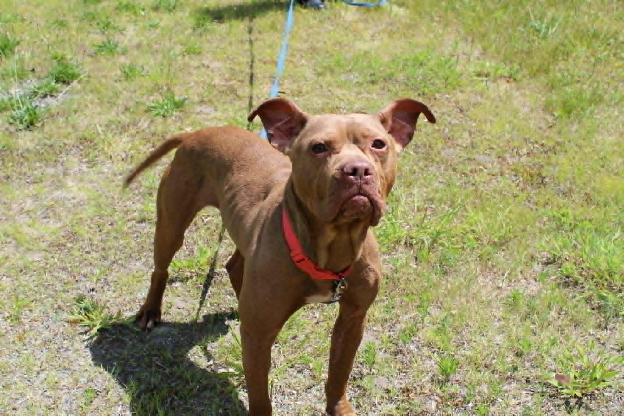 Delilah, a ADOPTABLE mixed breed in Brockton, MA image 2/3