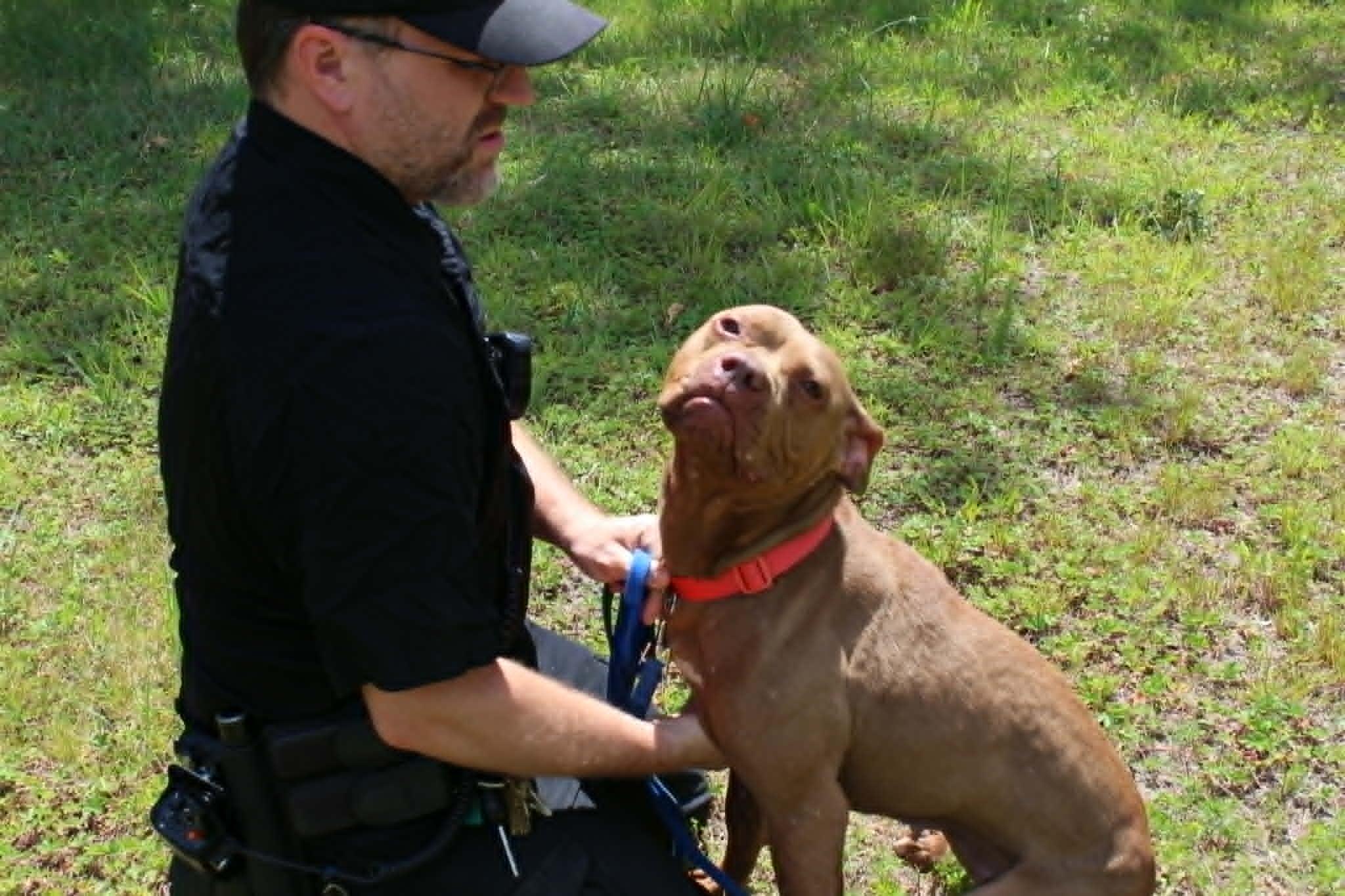 Delilah, a ADOPTABLE mixed breed in Brockton, MA image 3/3
