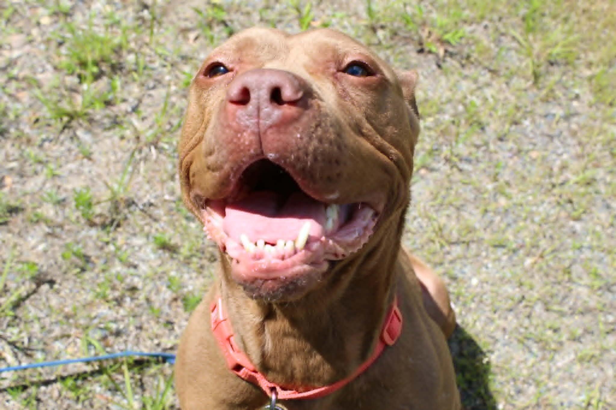 Delilah, ADOPTABLE, Young Female American Staffordshire Terrier & Dogue de Bordeaux.