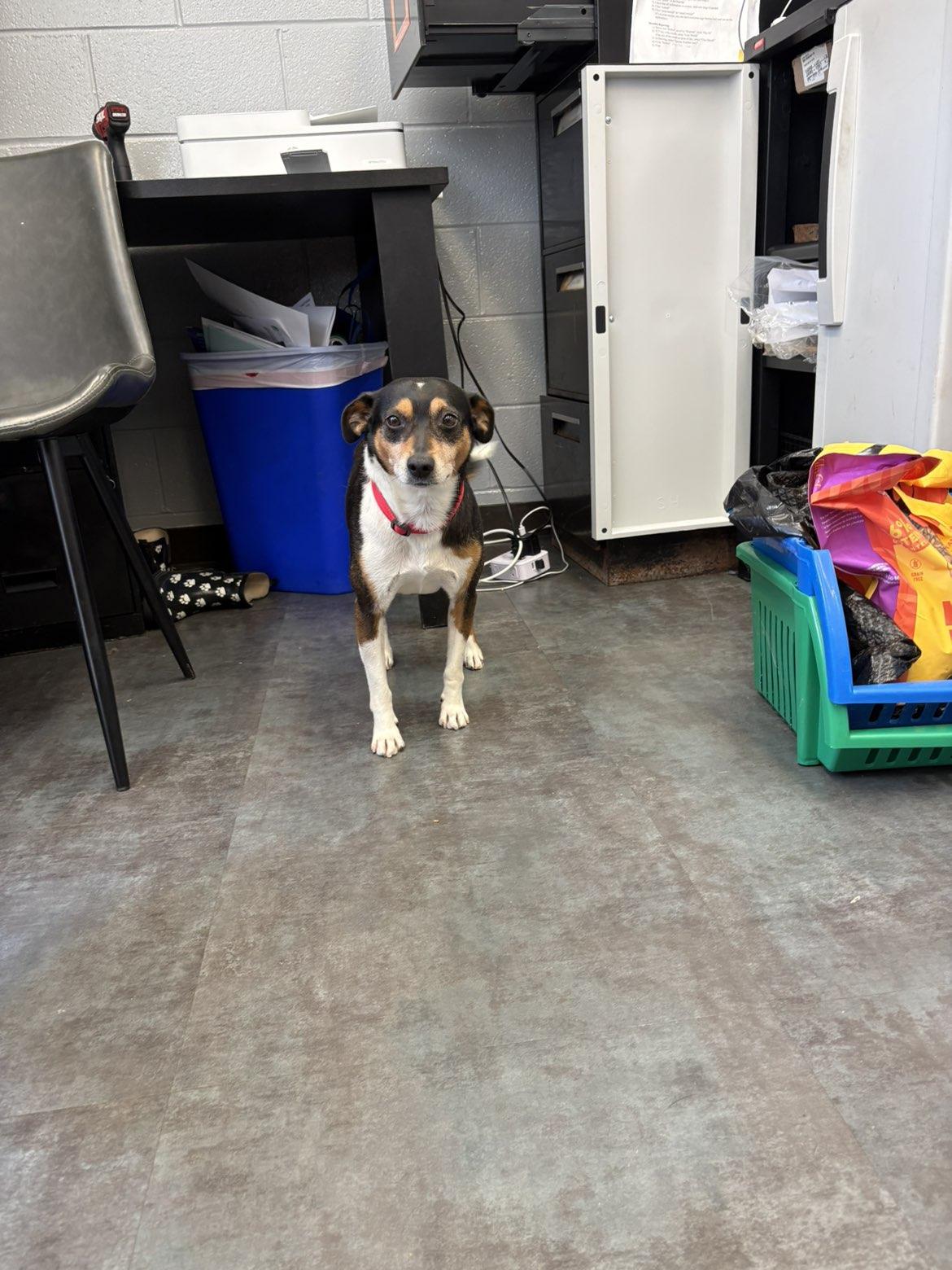 Gizmo, Adoptable, Adult Male Beagle & Miniature Pinscher.
