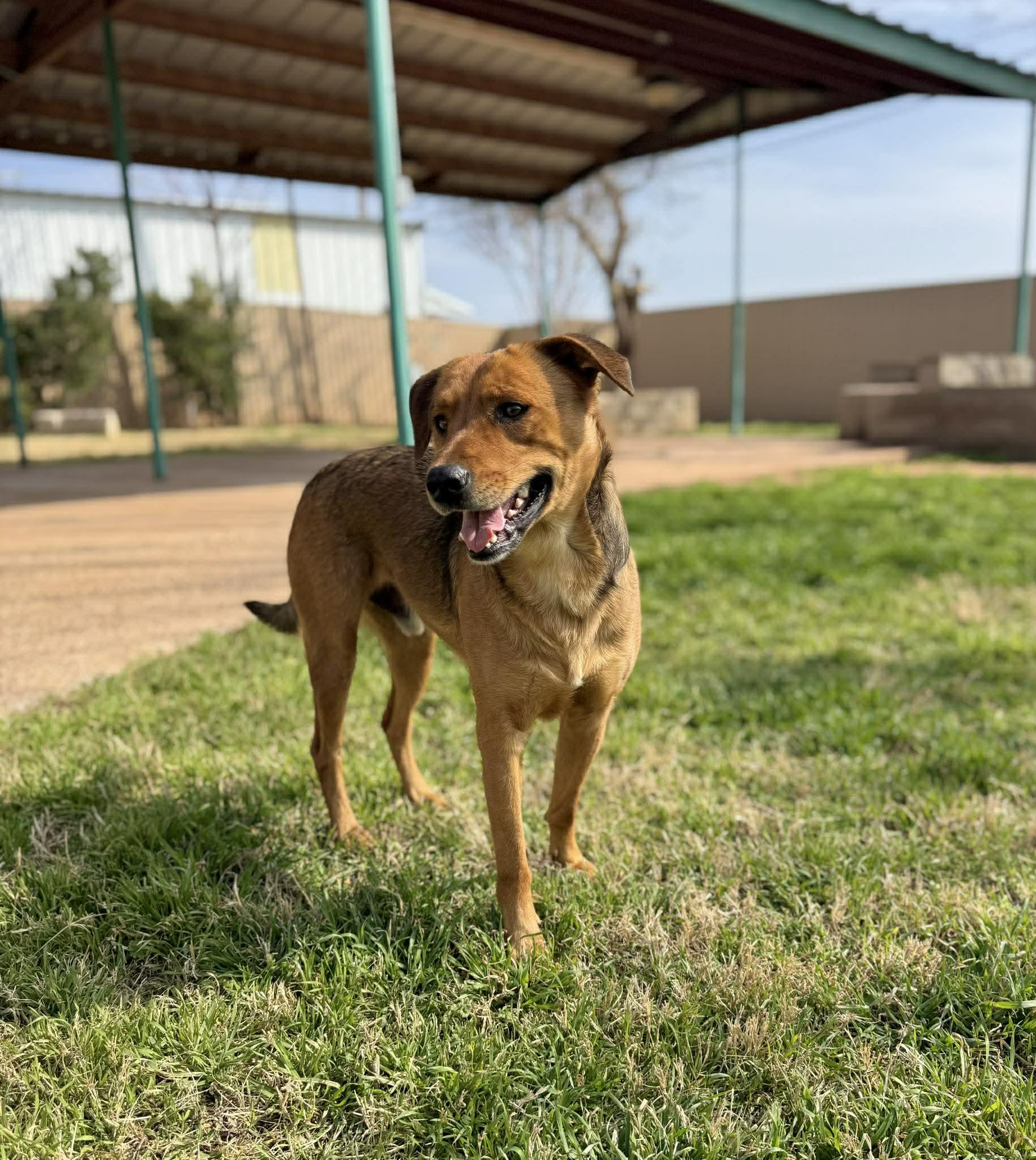 Rygar, a ADOPTABLE mixed breed in Kansas City, MO image 3/5