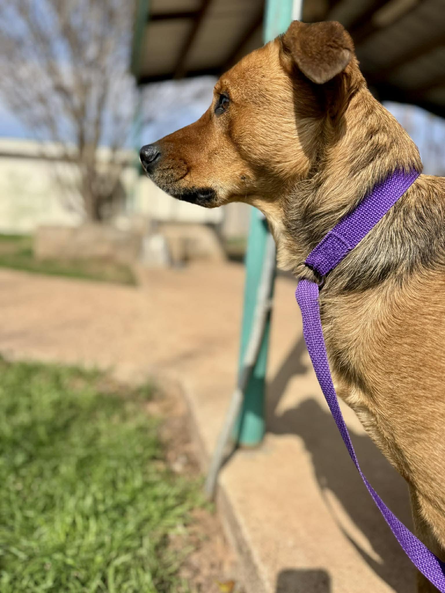 Rygar, a ADOPTABLE mixed breed in Kansas City, MO image 5/5