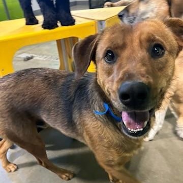 Rygar, ADOPTABLE, Young Male Shepherd & Redbone Coonhound.