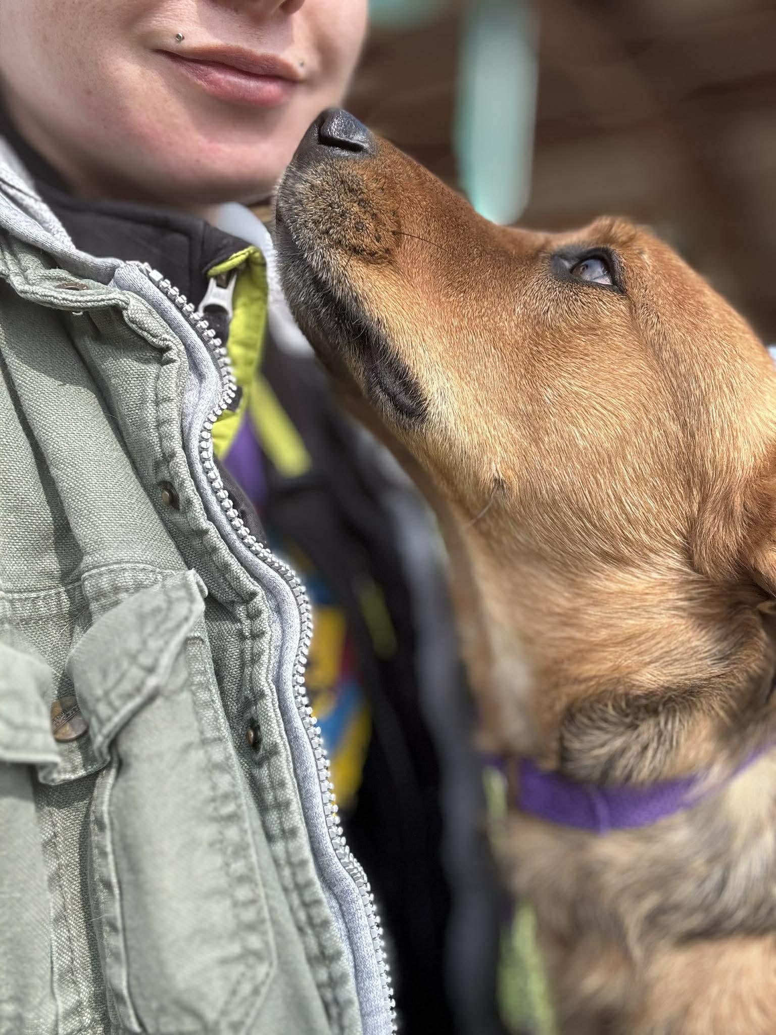 Rygar, a ADOPTABLE mixed breed in Kansas City, MO image 4/5