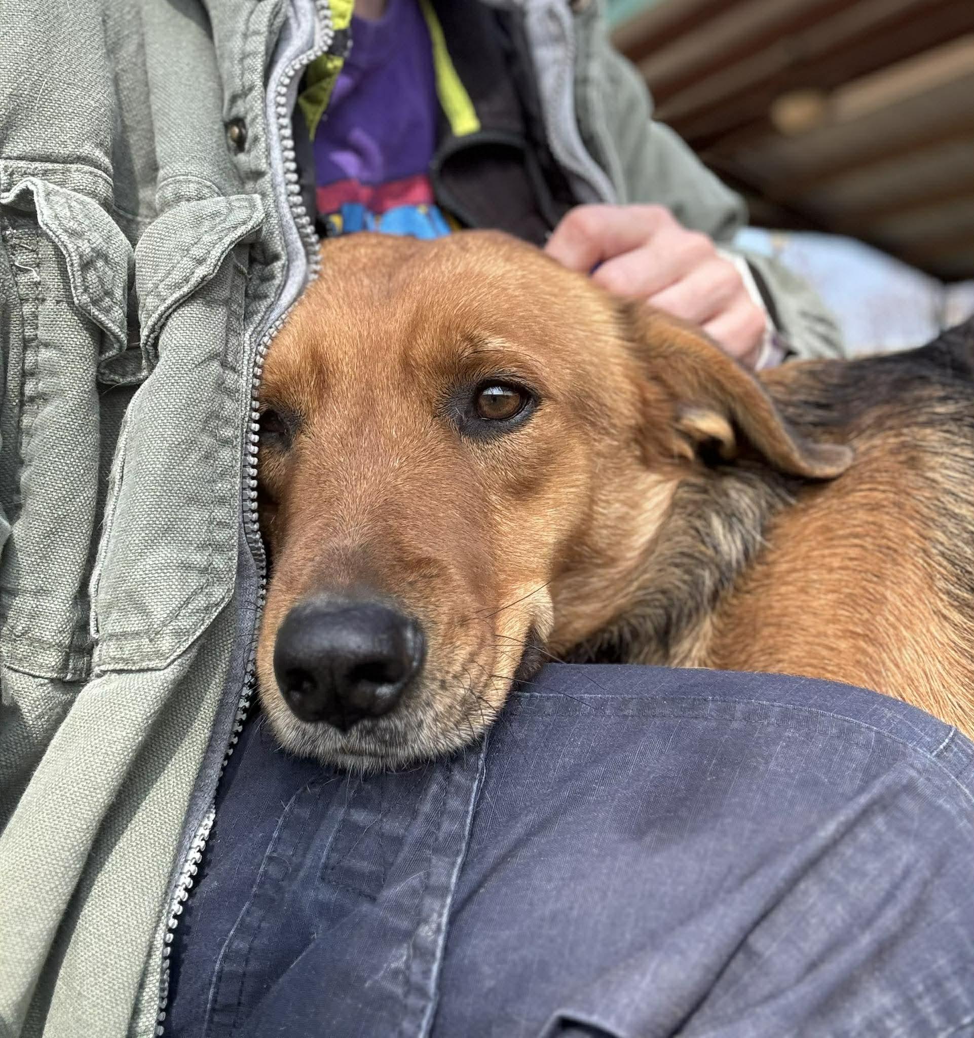 Rygar, a ADOPTABLE mixed breed in Kansas City, MO image 1/5