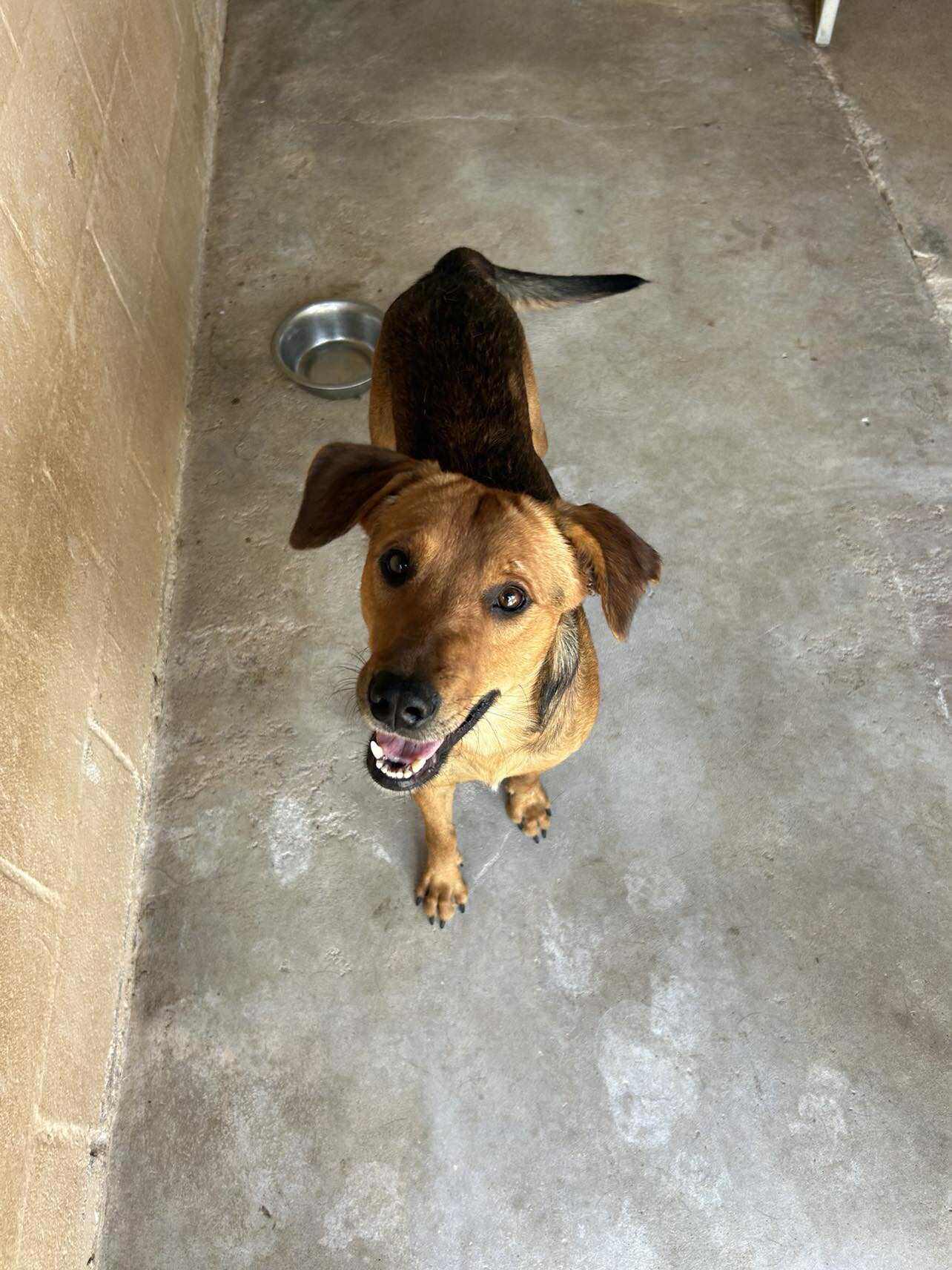 Rygar, a ADOPTABLE mixed breed in Kansas City, MO image 2/5