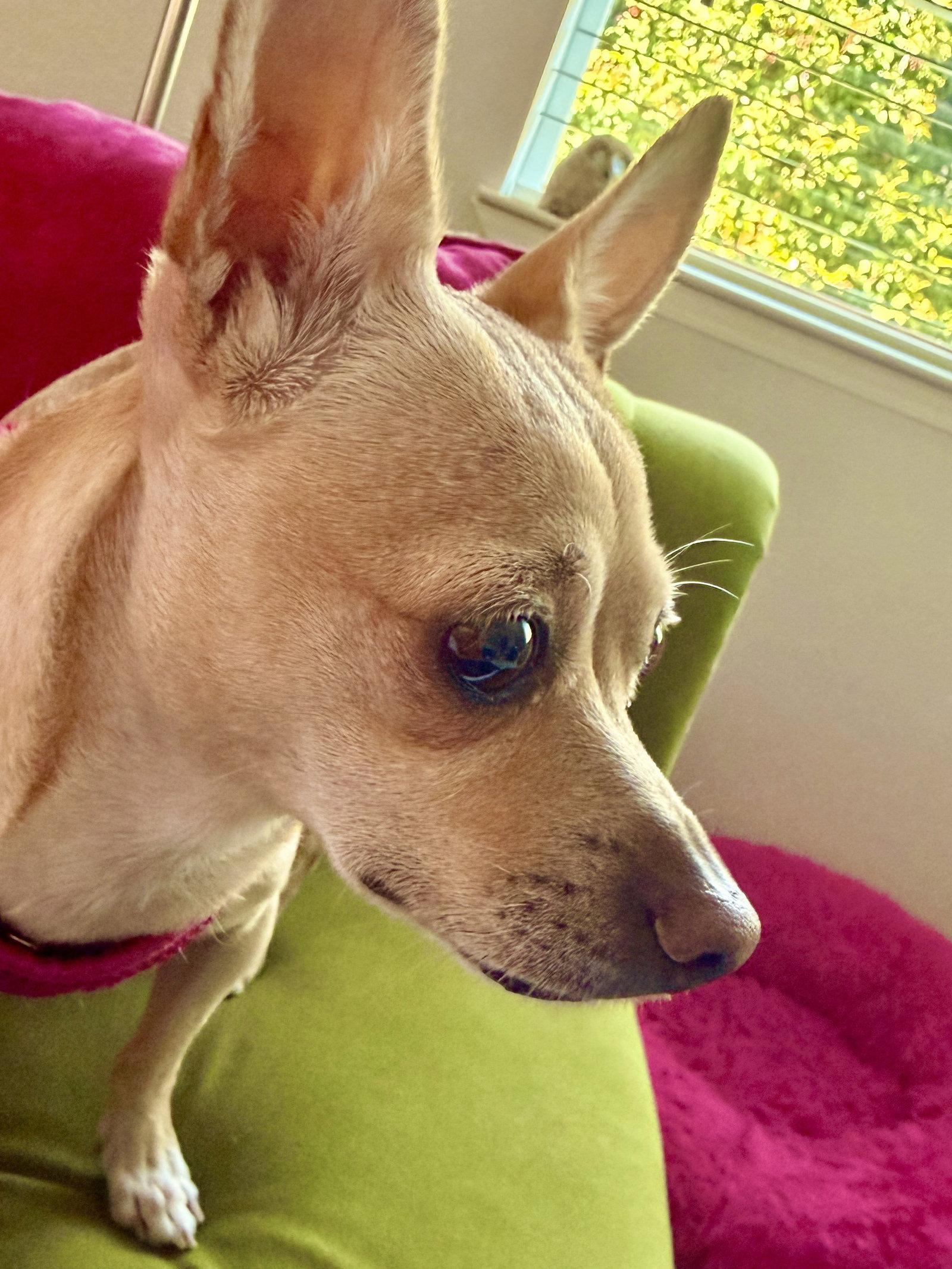 Enlarge Marnie, a Adopted Chihuahua in San Francisco, CA image 3/3