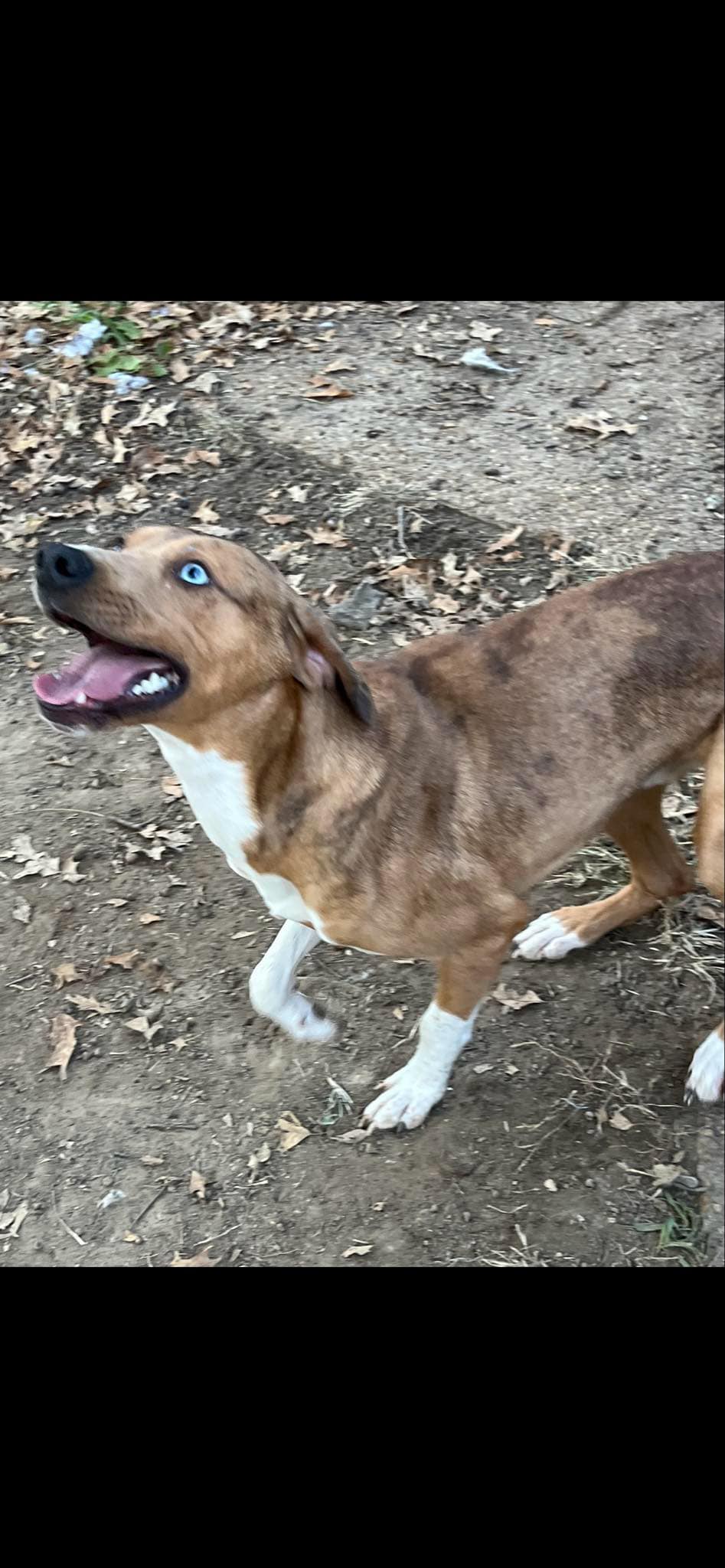 Enlarge Bleu (Laura-fostered in TN), a Adoptable mixed breed in Brooklyn, CT image 5/5