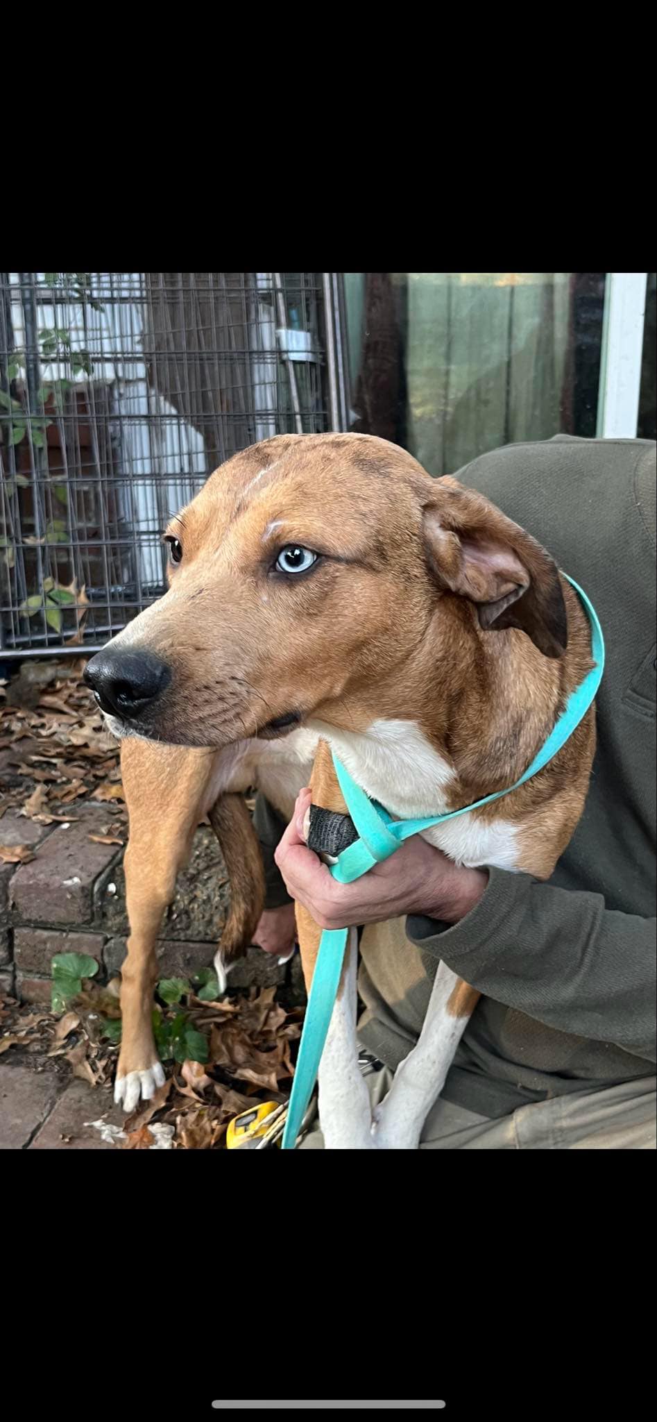 Enlarge Bleu (Laura-fostered in TN), a Adoptable mixed breed in Brooklyn, CT image 1/5