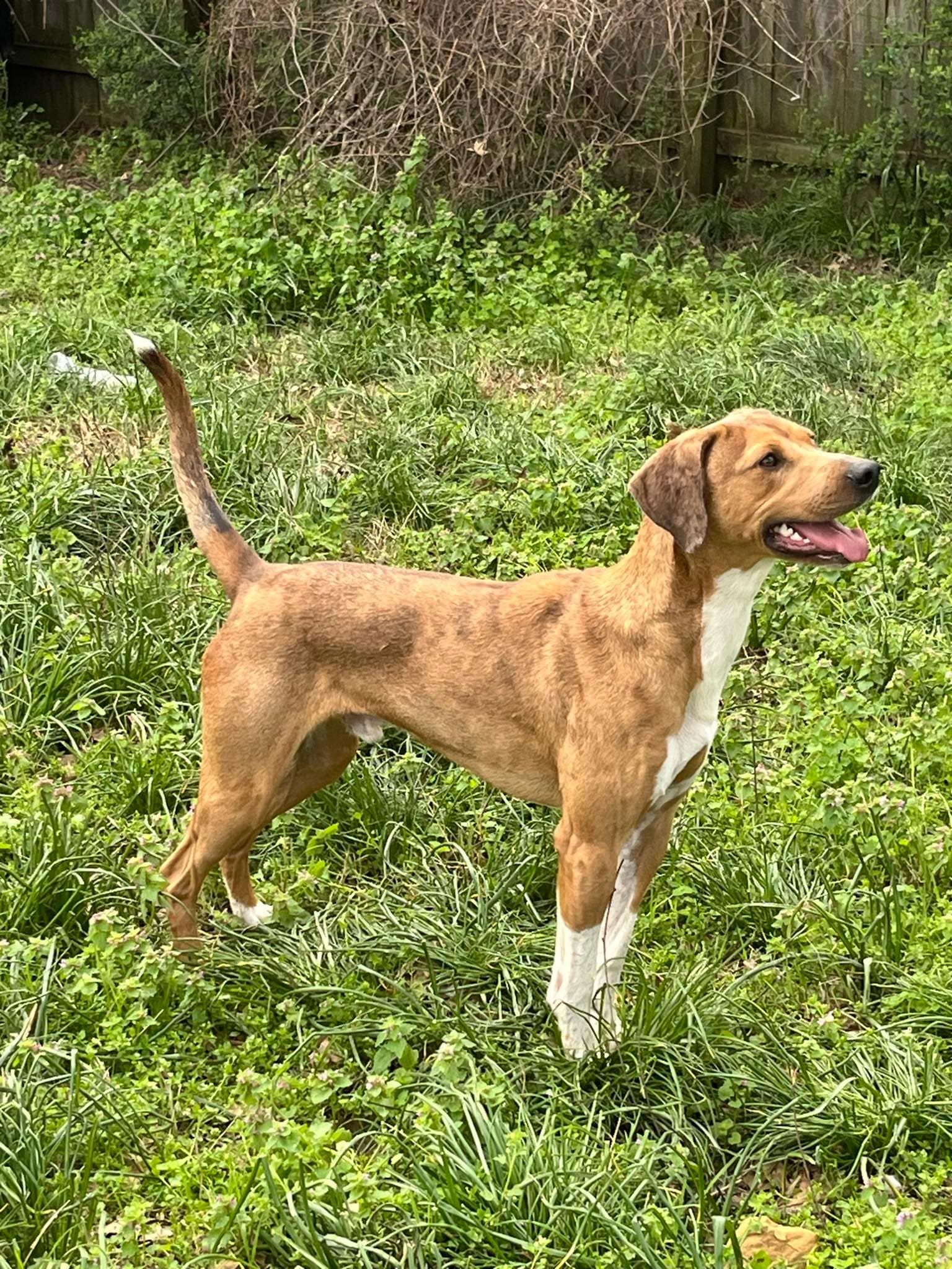 Enlarge Bleu (Laura-fostered in TN), a Adoptable mixed breed in Brooklyn, CT image 4/5