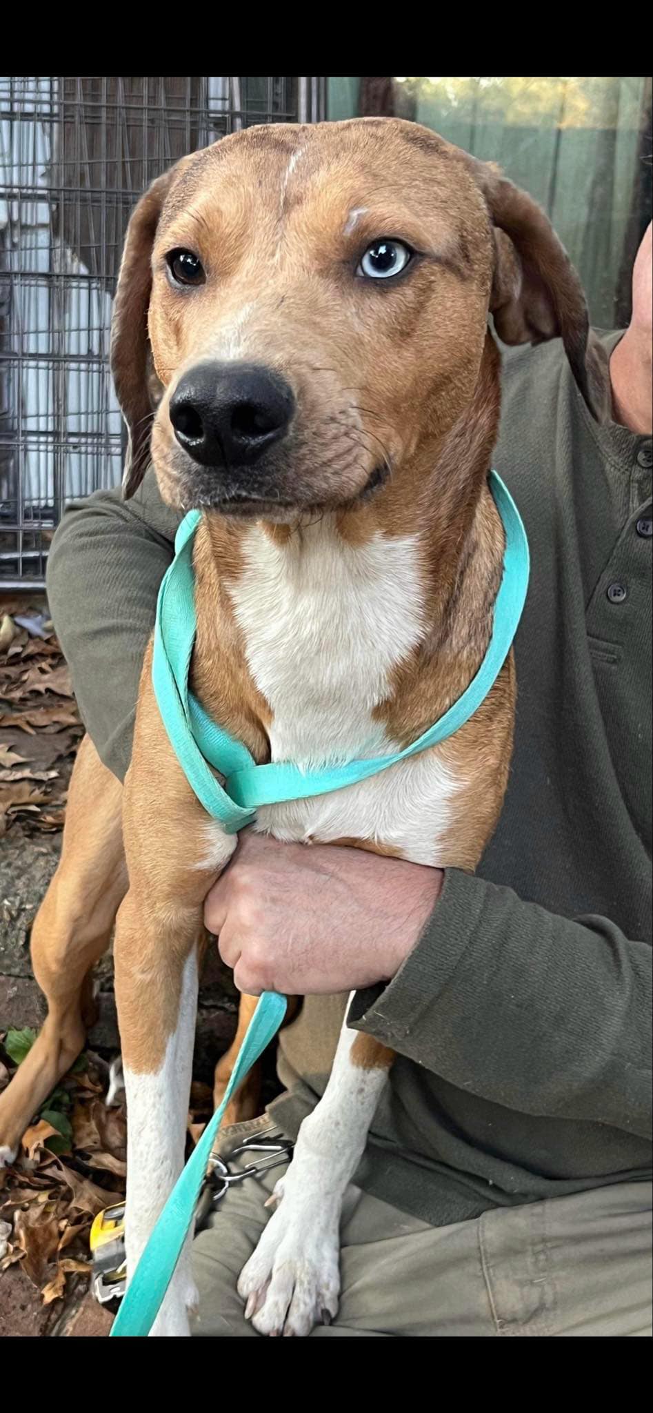 Enlarge Bleu (Laura-fostered in TN), a Adoptable mixed breed in Brooklyn, CT image 2/5