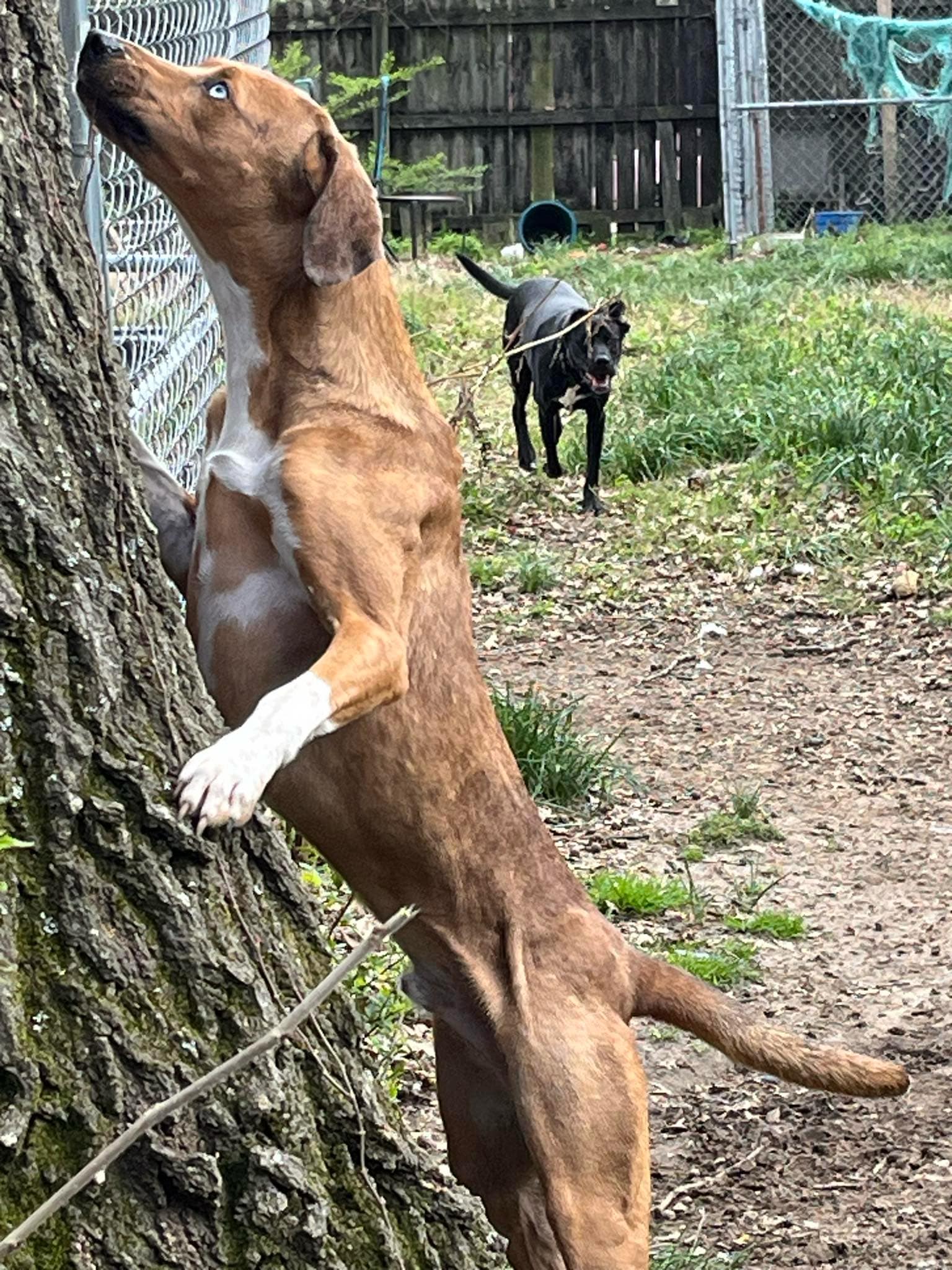 Enlarge Bleu (Laura-fostered in TN), a Adoptable mixed breed in Brooklyn, CT image 3/5