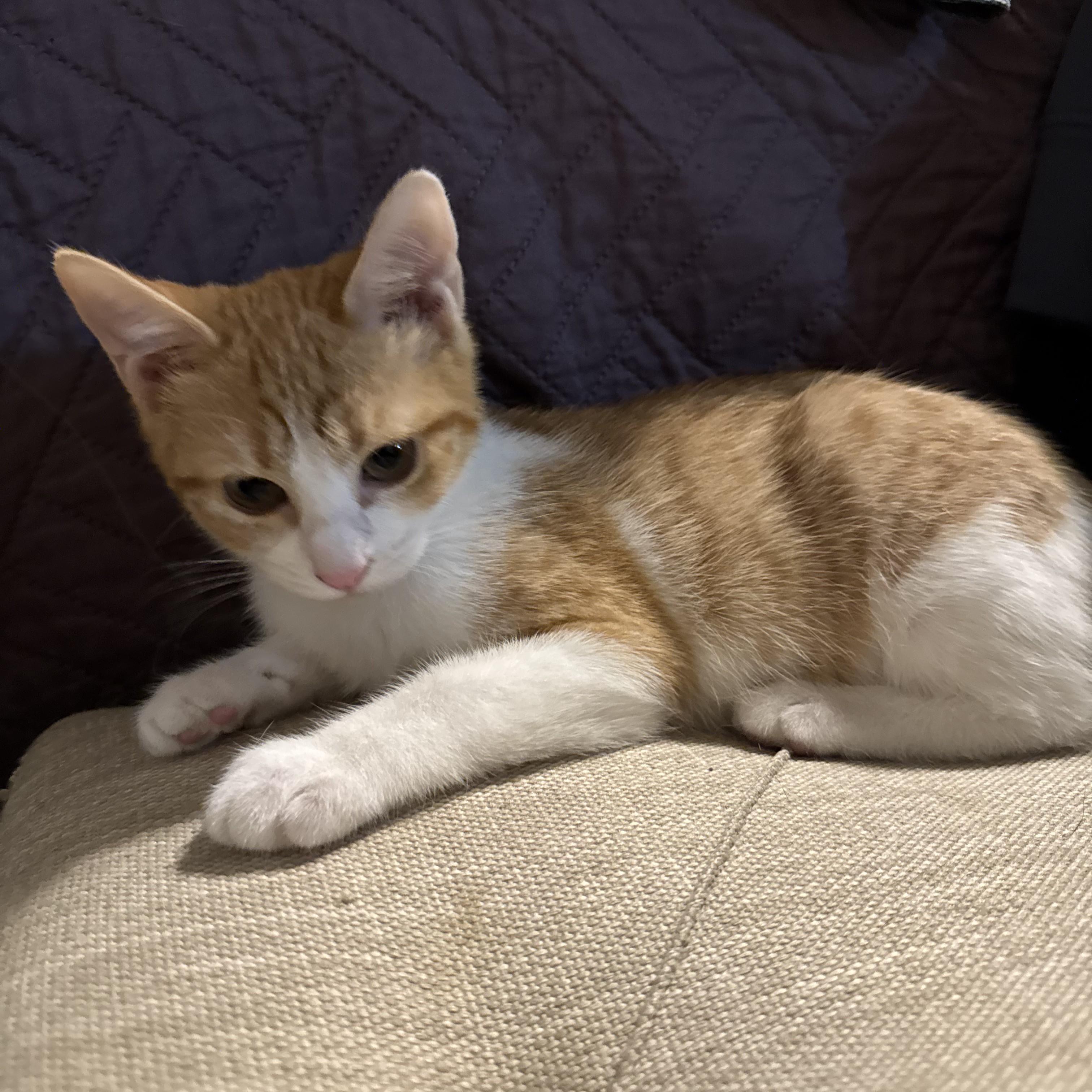 Enlarge Sugar, a Adoptable Domestic Short Hair in Allen, TX image 5/6