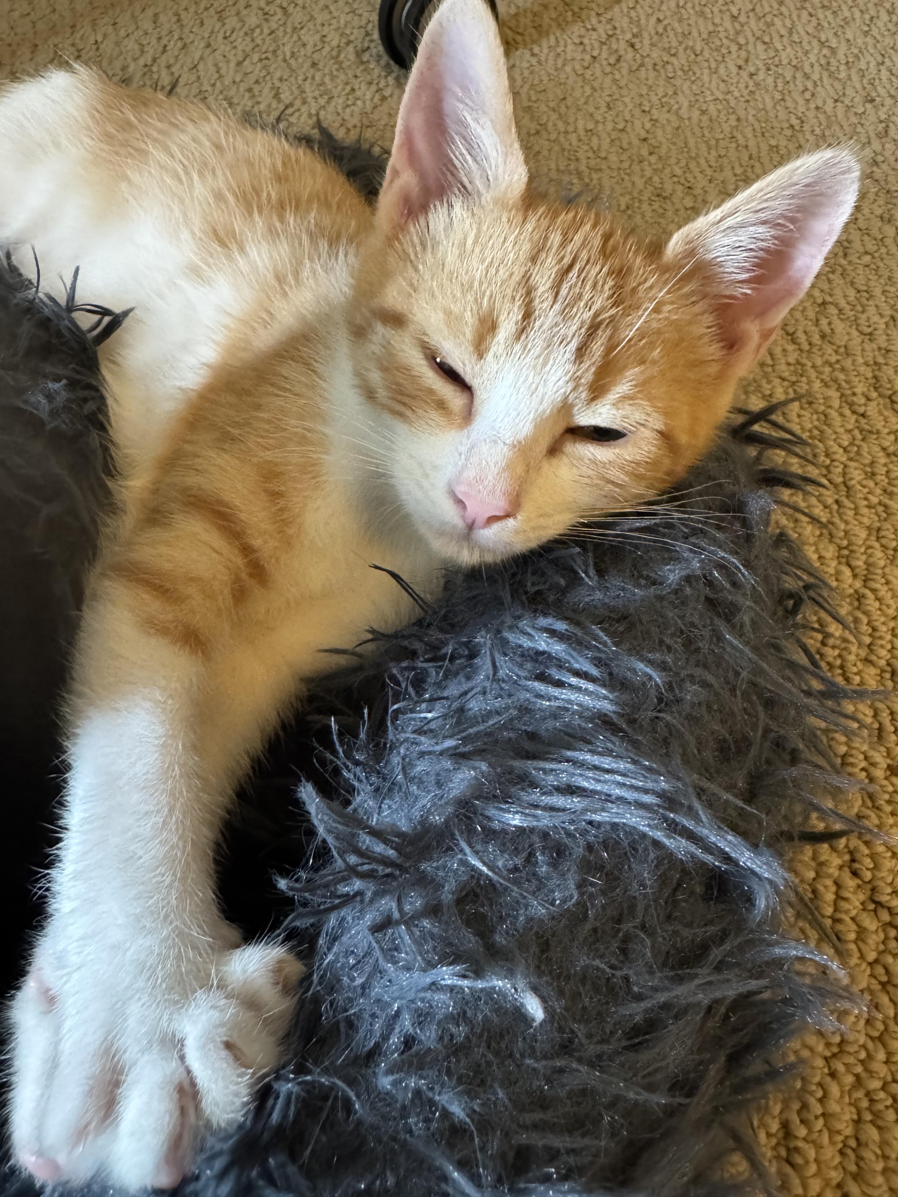 Enlarge Sugar, a Adoptable Domestic Short Hair in Allen, TX image 2/6