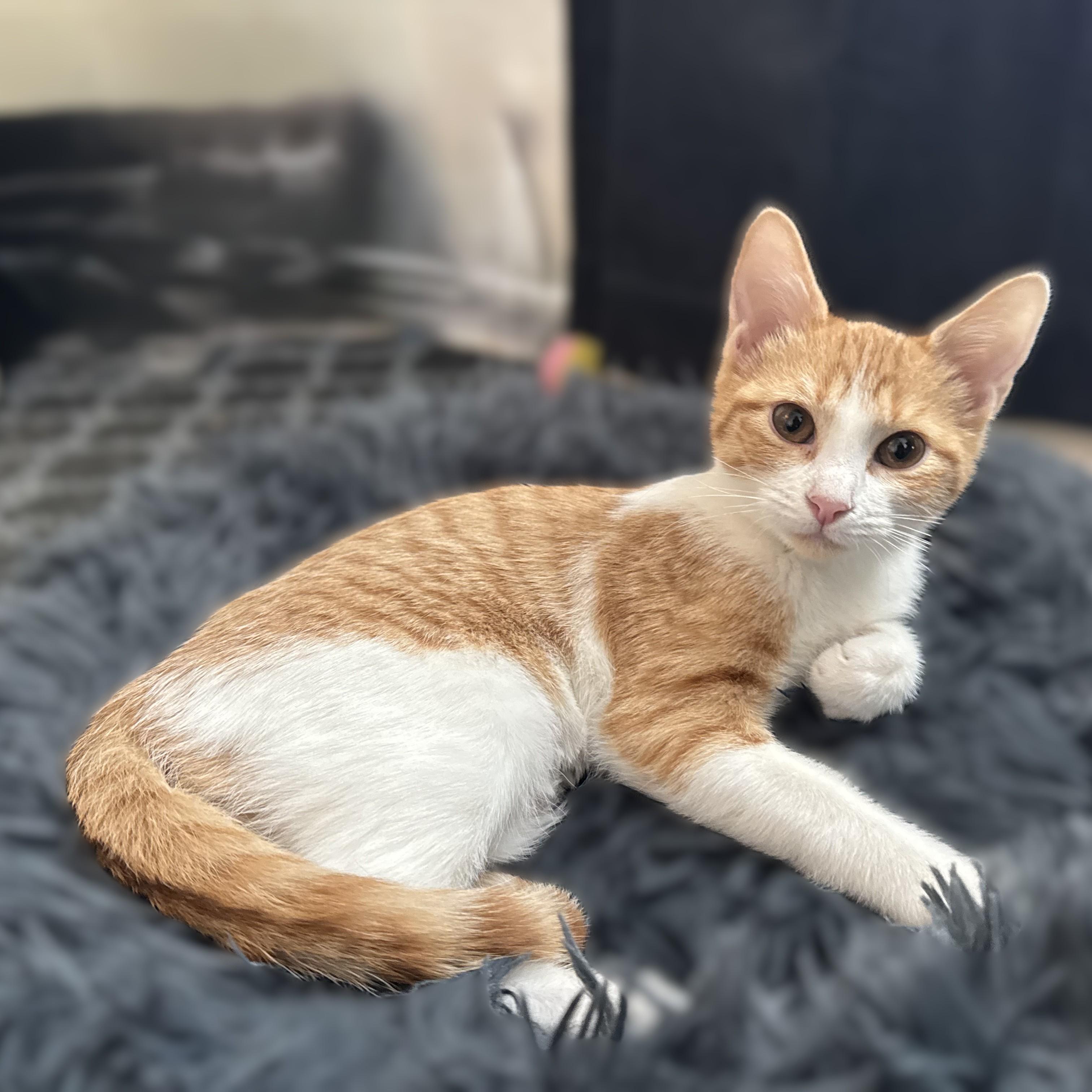 Sugar, Adoptable, Kitten Female Domestic Short Hair.