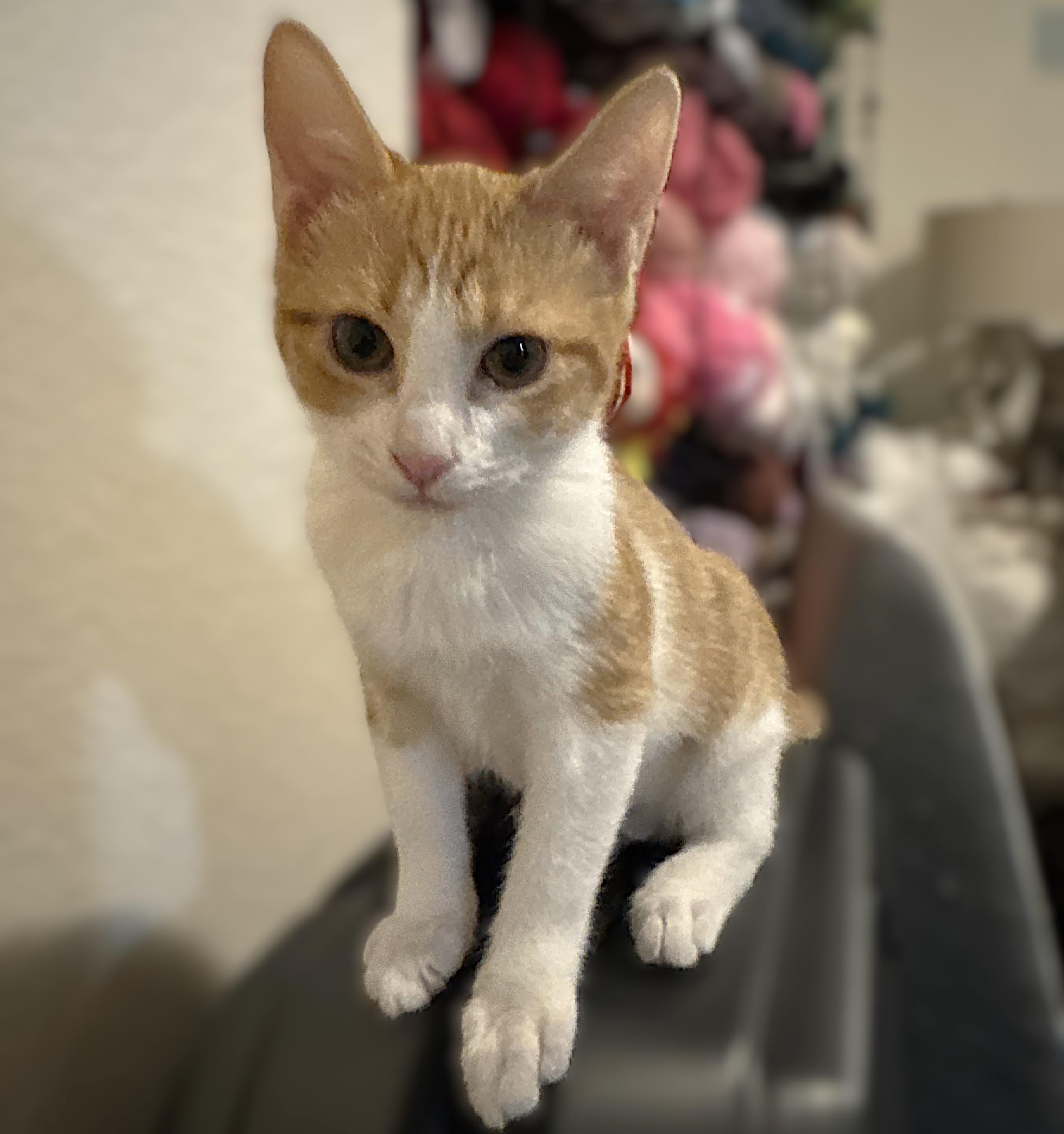 Enlarge Sugar, a Adoptable Domestic Short Hair in Allen, TX image 4/6