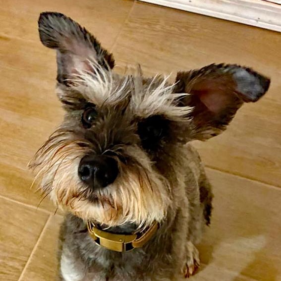 Deuce, an adopted Schnauzer in Oklahoma City, OK image 2/4