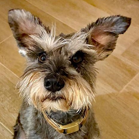 Deuce, adopted, Adult Male Schnauzer.