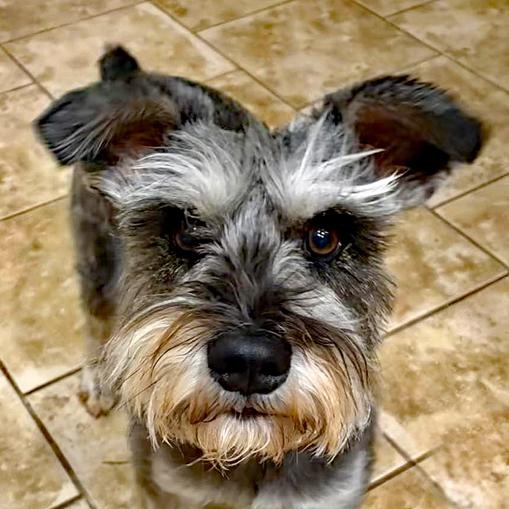 Deuce, an adopted Schnauzer in Oklahoma City, OK image 3/4