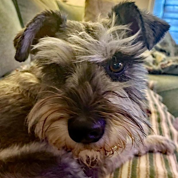 Deuce, an adopted Schnauzer in Oklahoma City, OK image 4/4