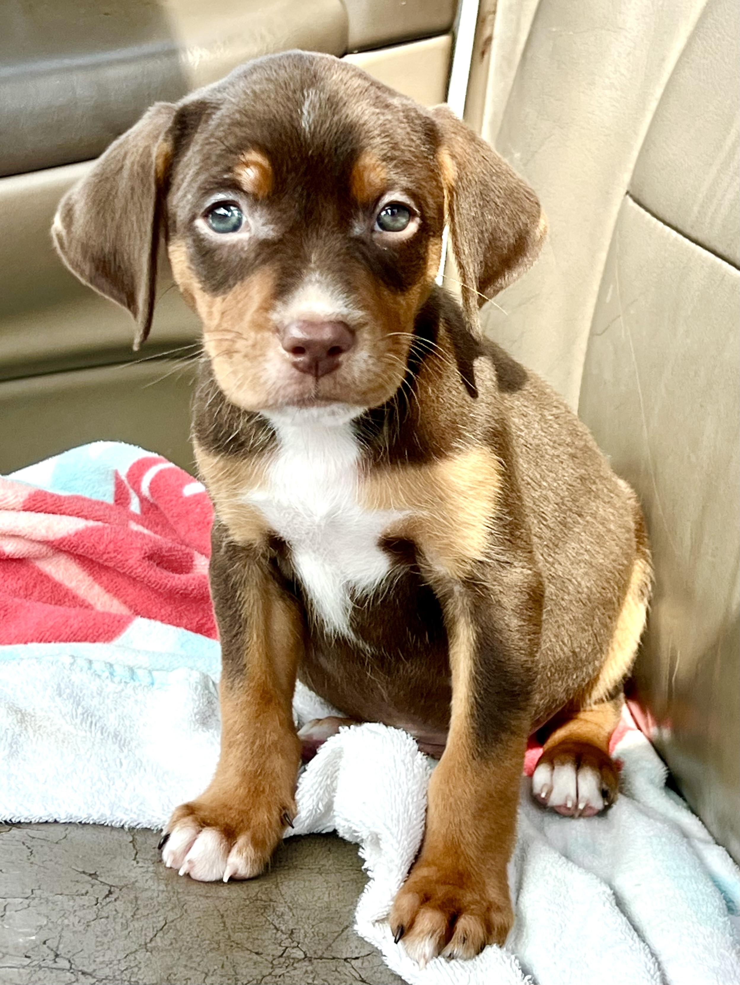 Enlarge Randy , a ADOPTABLE mixed breed in Mt Pleasant, SC image 2/4