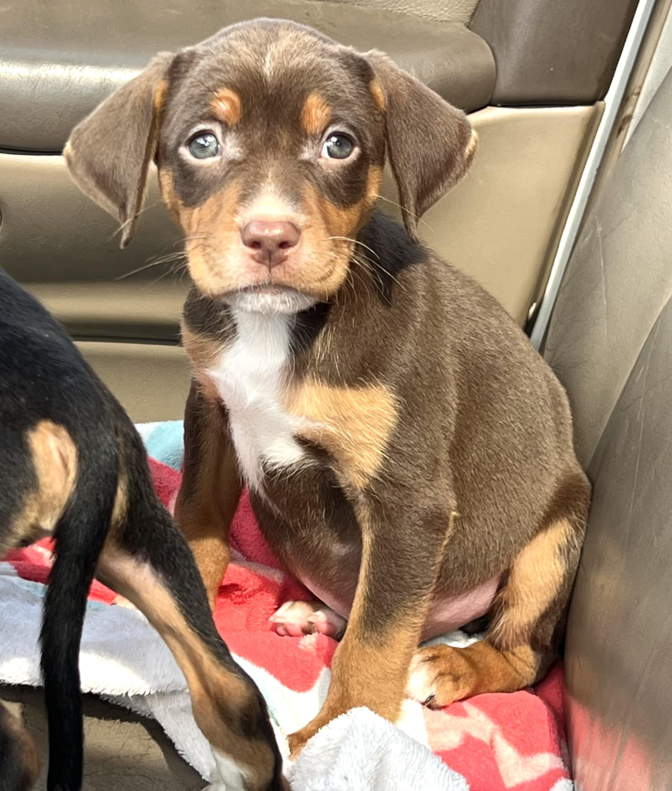 Randy , ADOPTABLE, Puppy Male Mixed Breed.