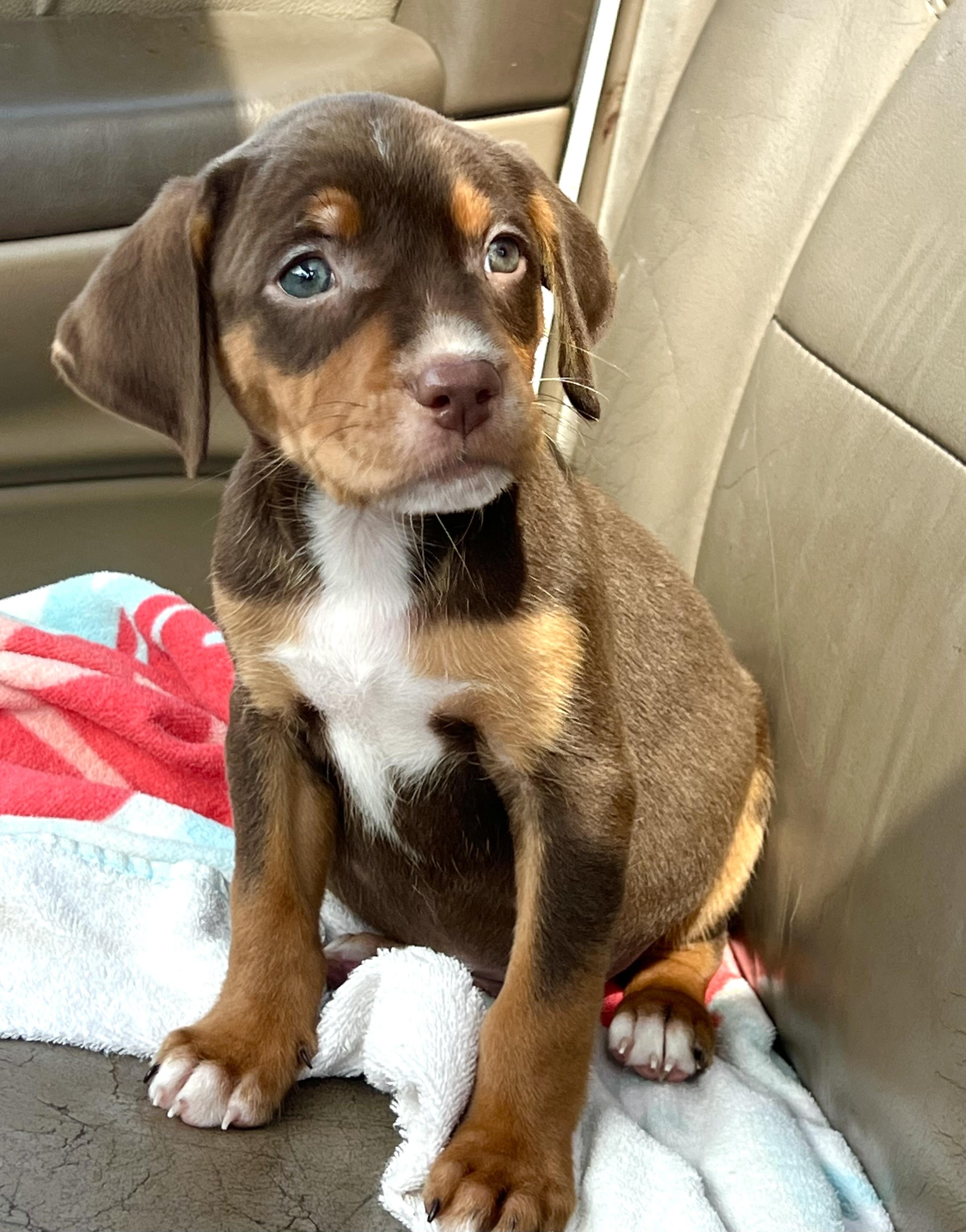 Enlarge Randy , a ADOPTABLE mixed breed in Mt Pleasant, SC image 4/4