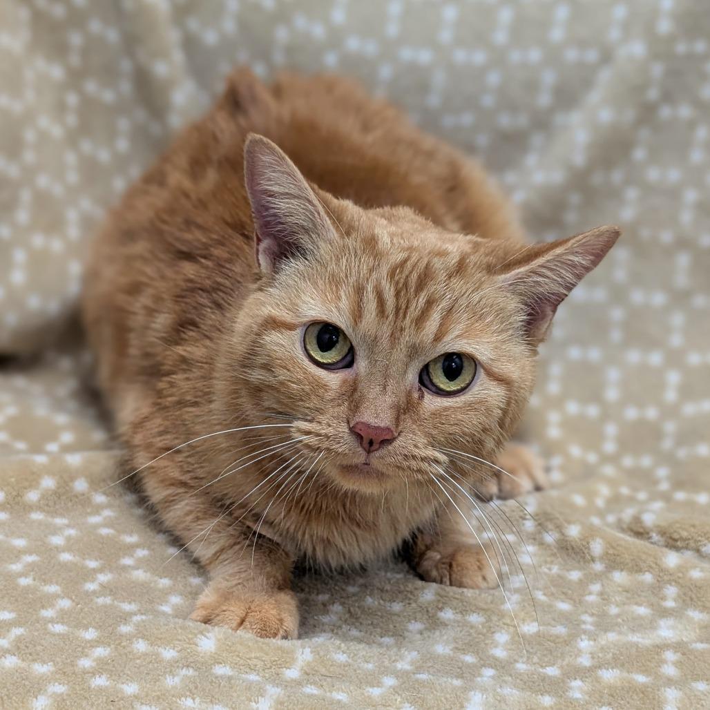 Enlarge Stoker, a Adoptable Domestic Short Hair in Brookfield, WI image 1/4