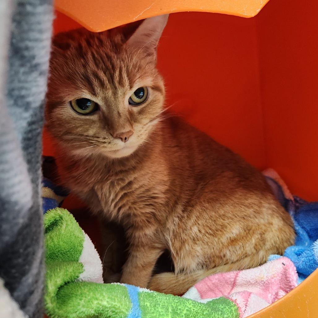 Enlarge Stoker, a Adoptable Domestic Short Hair in Brookfield, WI image 2/4