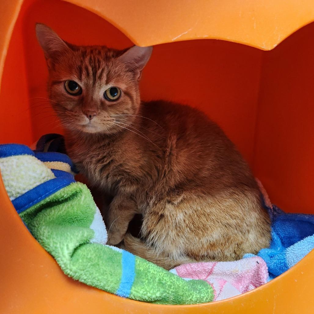 Enlarge Stoker, a Adoptable Domestic Short Hair in Brookfield, WI image 3/4