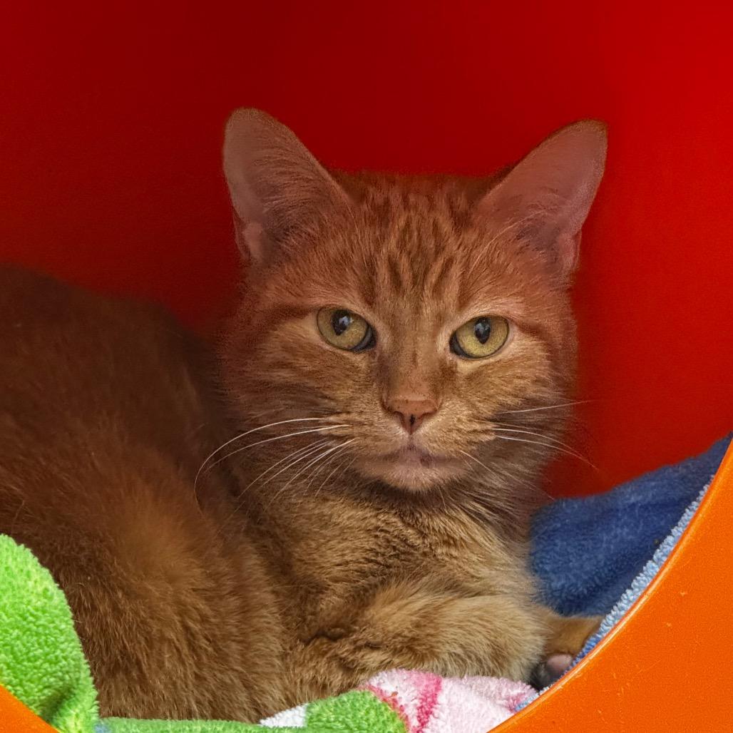 Enlarge Stoker, a Adoptable Domestic Short Hair in Brookfield, WI image 4/4