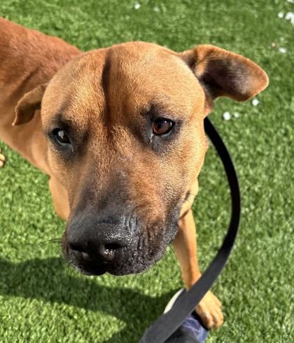 Gordy, a Adoptable mixed breed in Downers Grove, IL image 5/5