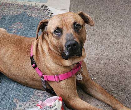 Gordy, Adoptable, Adult Male Pit Bull Terrier.