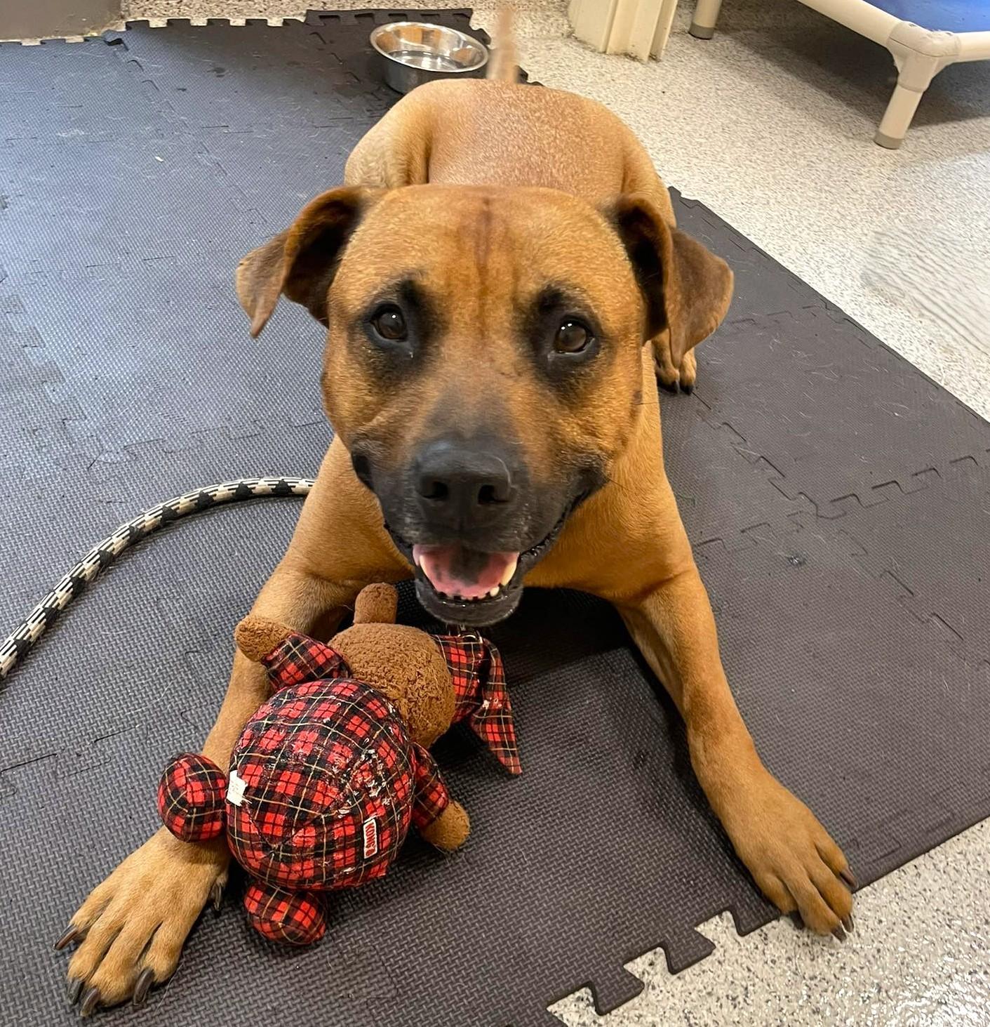 Gordy, Adoptable, Adult Male Pit Bull Terrier.