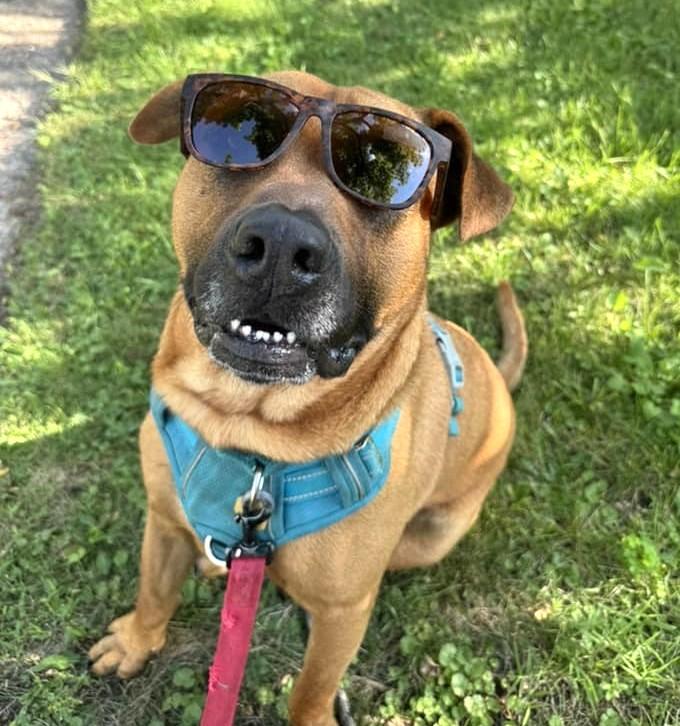 Enlarge Gordy, a Adoptable mixed breed in Downers Grove, IL image 1/5