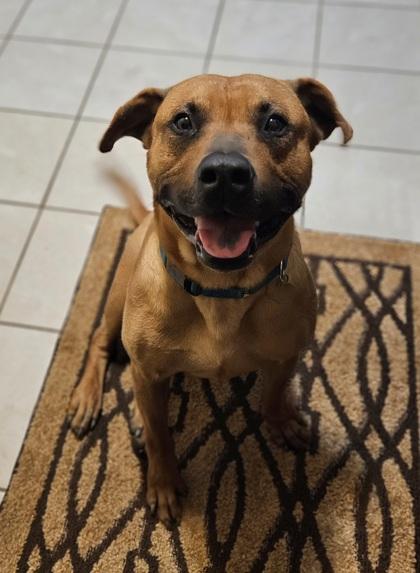 Gordy, a Adoptable mixed breed in Downers Grove, IL image 4/5