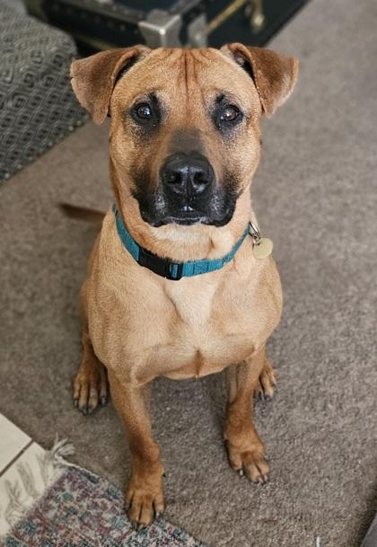 Gordy, a Adoptable mixed breed in Downers Grove, IL image 3/5